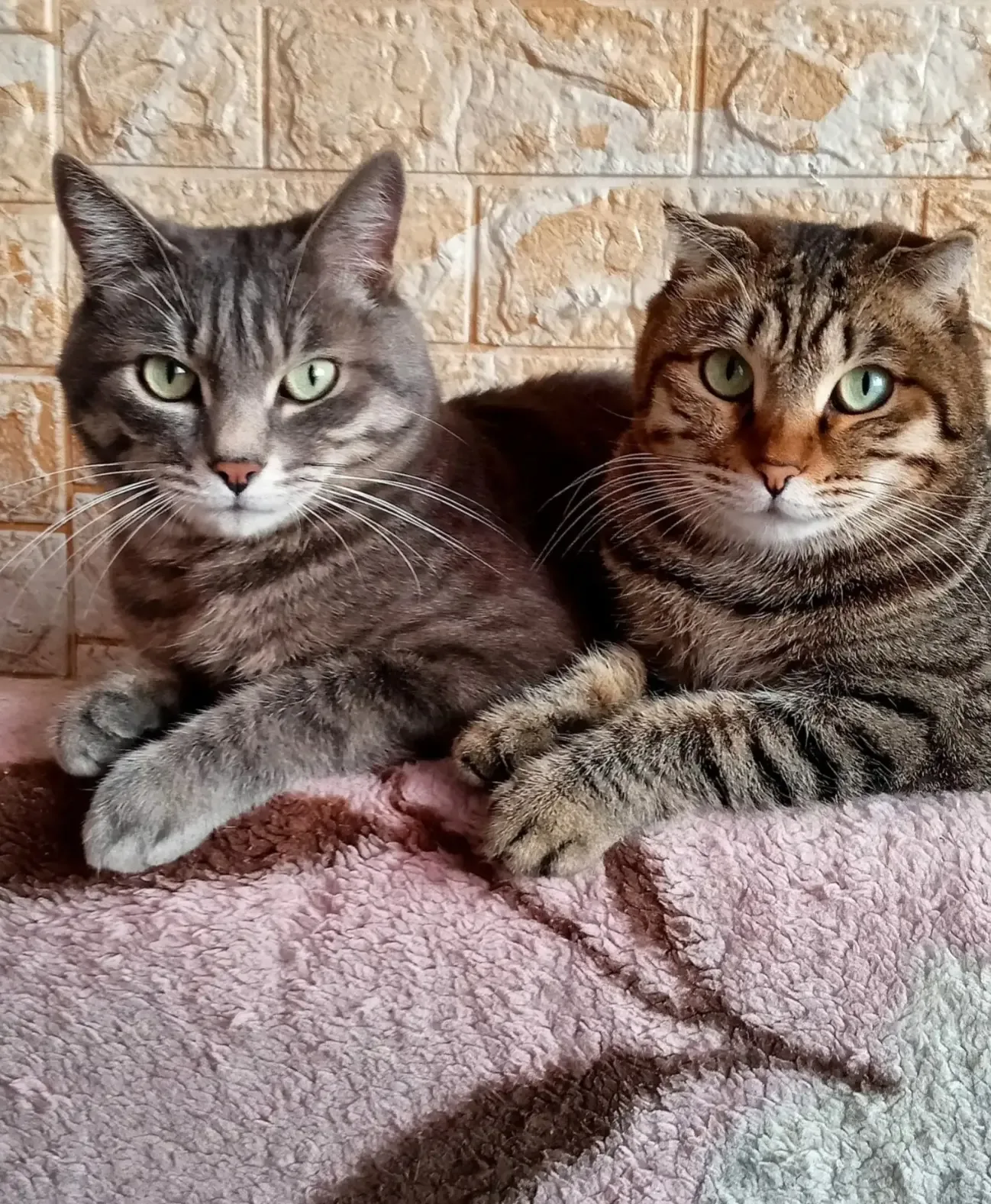 🌞Доброе КотоУтро!