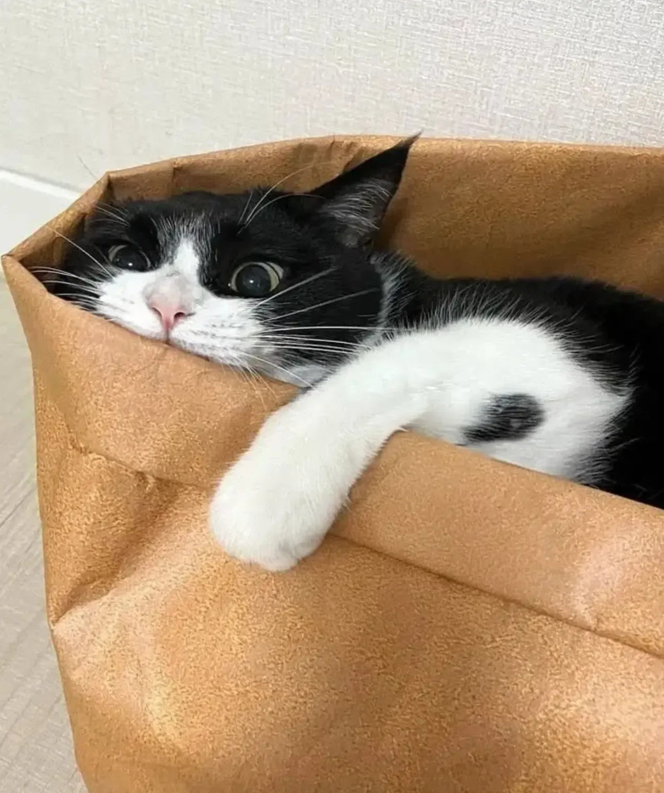 🌞Доброе КотоУтро!