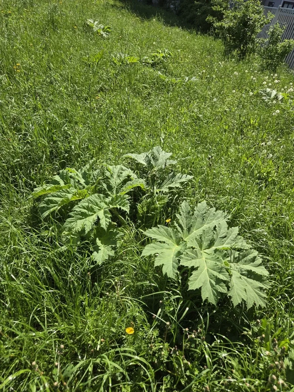 🌿 Дрожжино превращается в плантацию борщевика. Жители ежедневно скидывают фото новых кустов этого оп