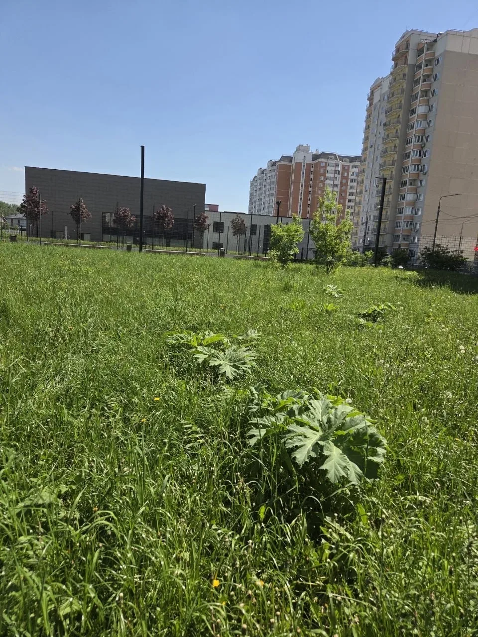 🌿 Дрожжино превращается в плантацию борщевика. Жители ежедневно скидывают фото новых кустов этого оп