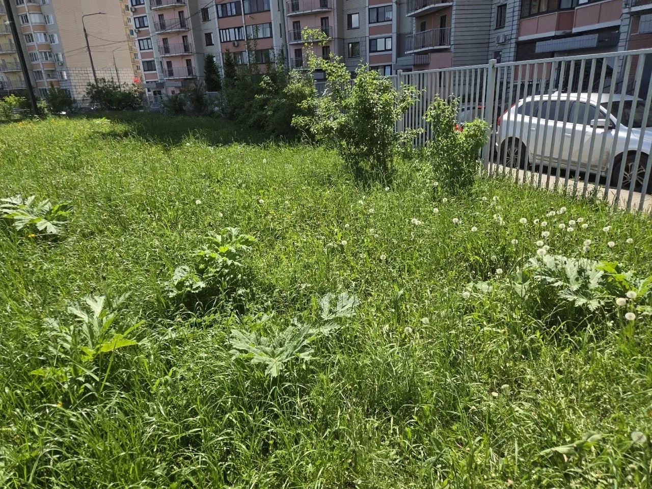 🌿 Дрожжино превращается в плантацию борщевика. Жители ежедневно скидывают фото новых кустов этого оп