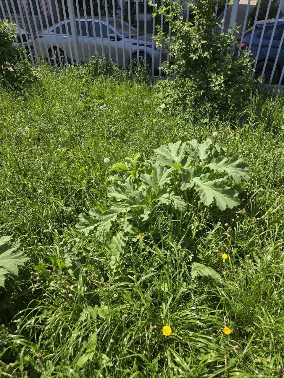 🌿 Дрожжино превращается в плантацию борщевика. Жители ежедневно скидывают фото новых кустов этого оп