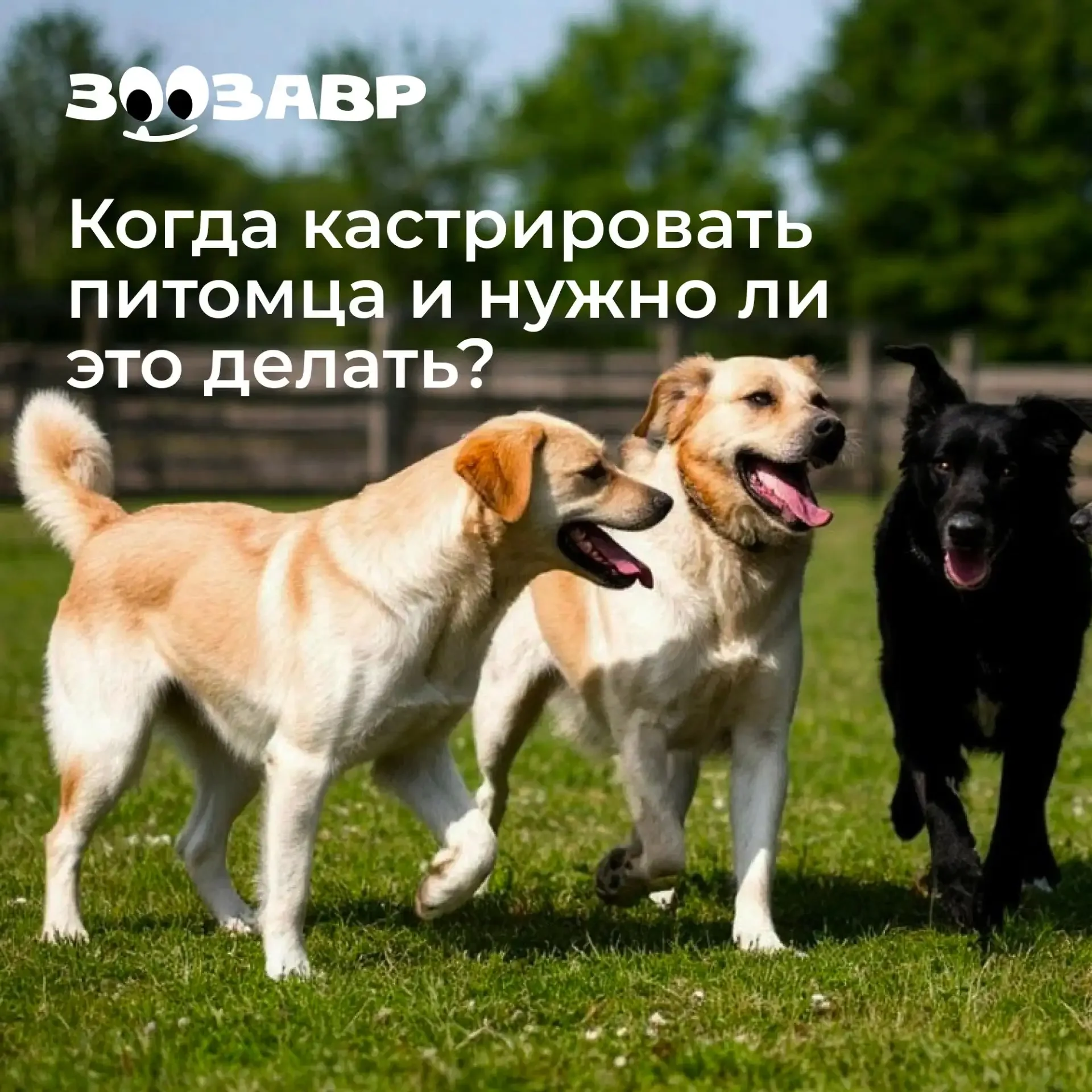 Предлагаем обсудить, пожалуй, самую непростую тему в ветеринарии, вызывающую бурные споры среди влад