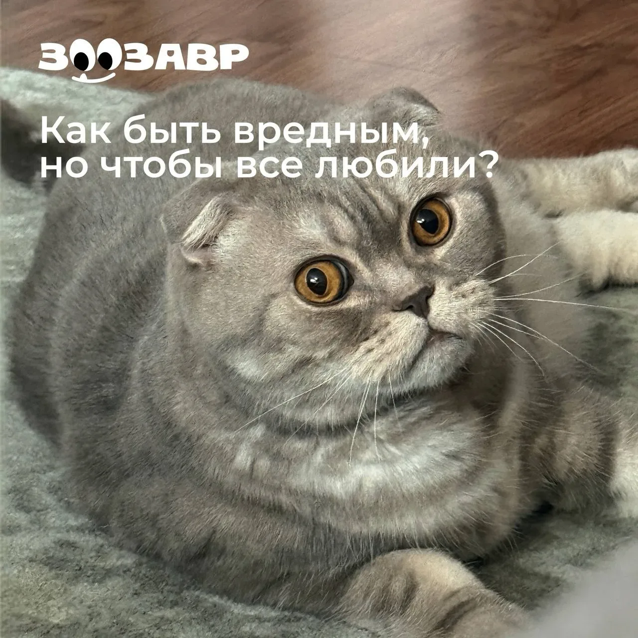 Насущный вопрос у британцев и шотландцев 🐈