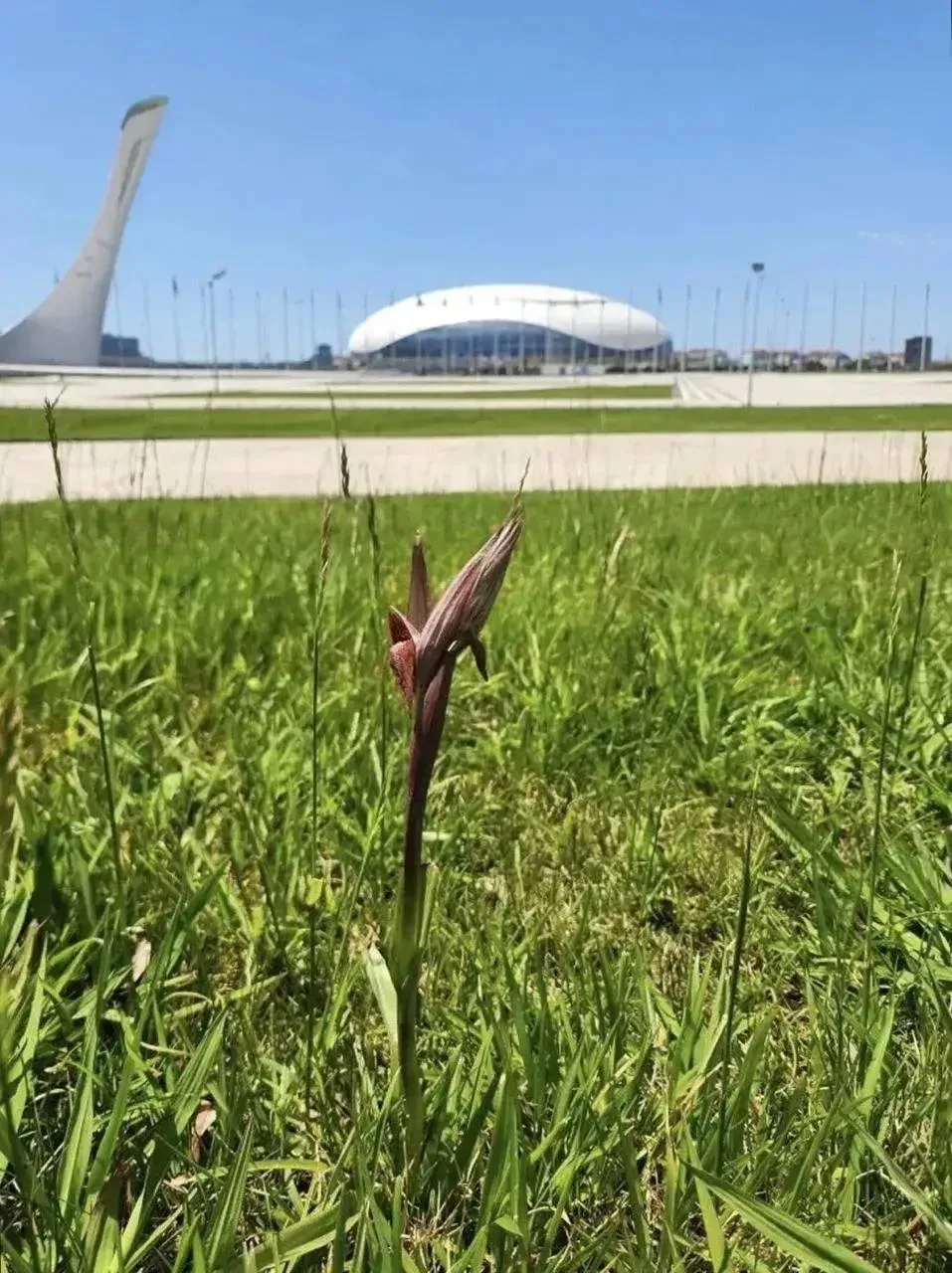 🌺В Сириусе обнаружили серапиас восточный — редчайшую орхидею, занесенную в Красную книгу  По данным 