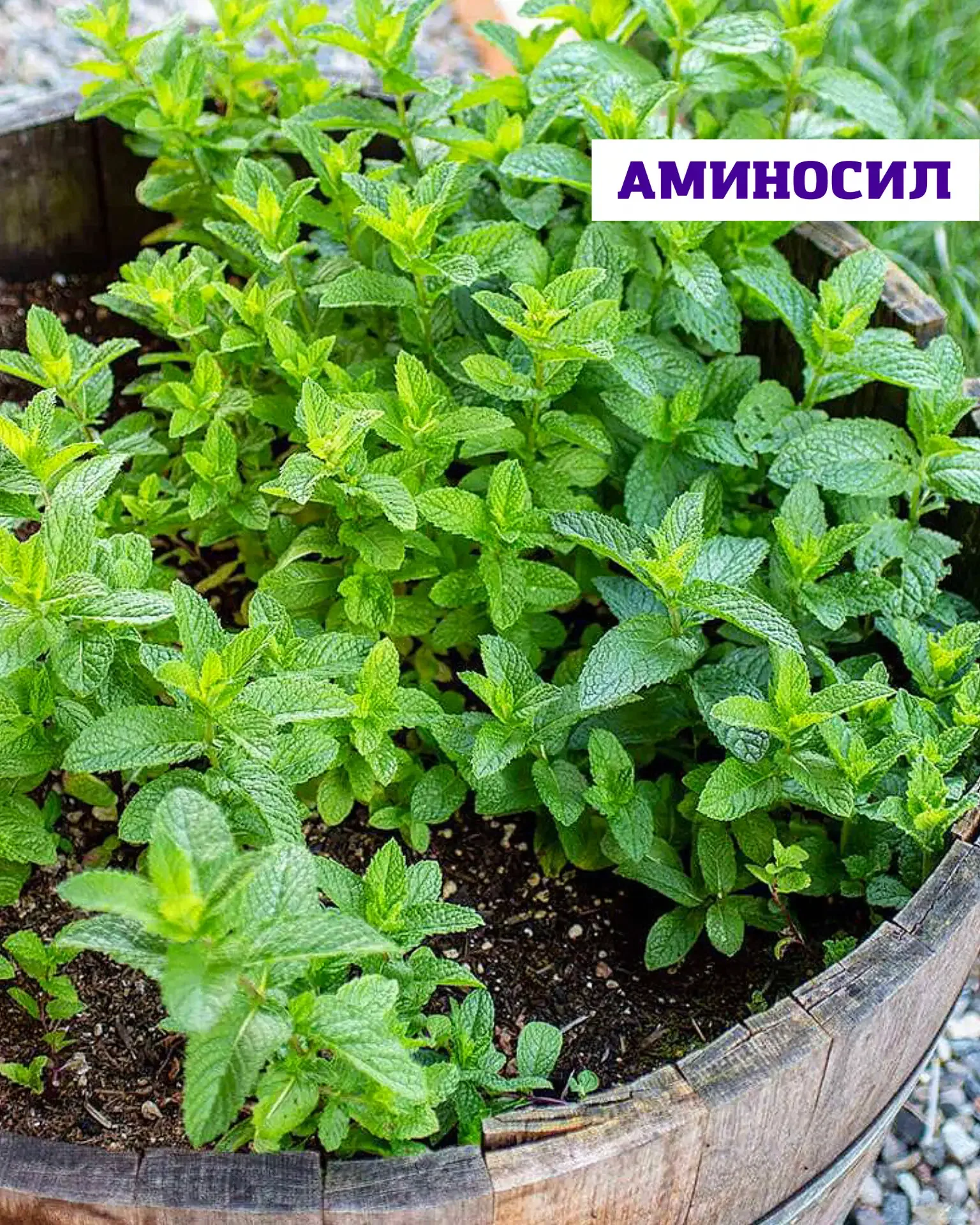 🌿 Посадить один раз — наслаждаться годами  Мята, мелисса и тимьян — это про уютный, ароматный сад бе