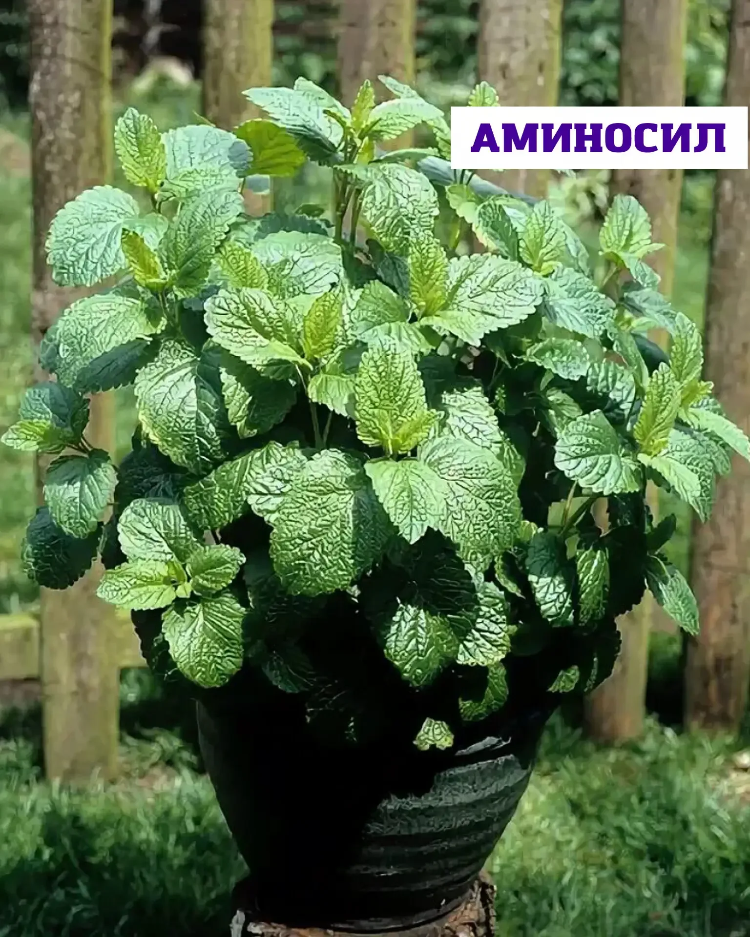 🌿 Посадить один раз — наслаждаться годами  Мята, мелисса и тимьян — это про уютный, ароматный сад бе