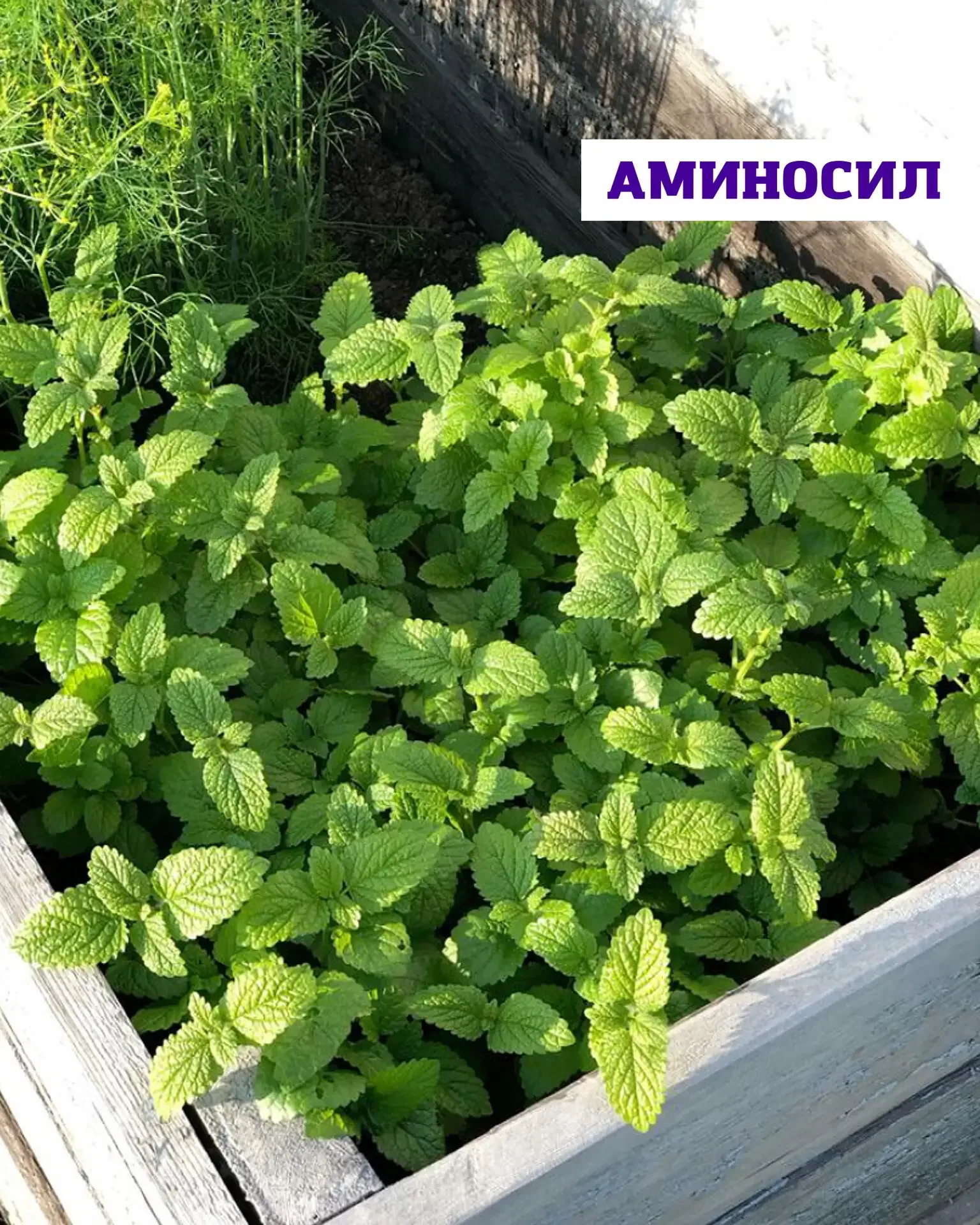 🌿 Посадить один раз — наслаждаться годами  Мята, мелисса и тимьян — это про уютный, ароматный сад бе