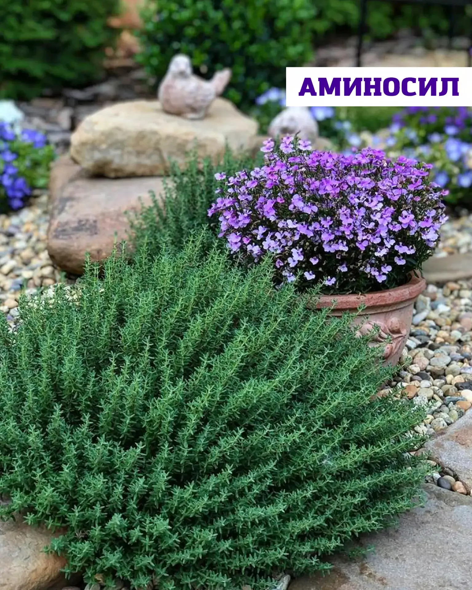 🌿 Посадить один раз — наслаждаться годами  Мята, мелисса и тимьян — это про уютный, ароматный сад бе