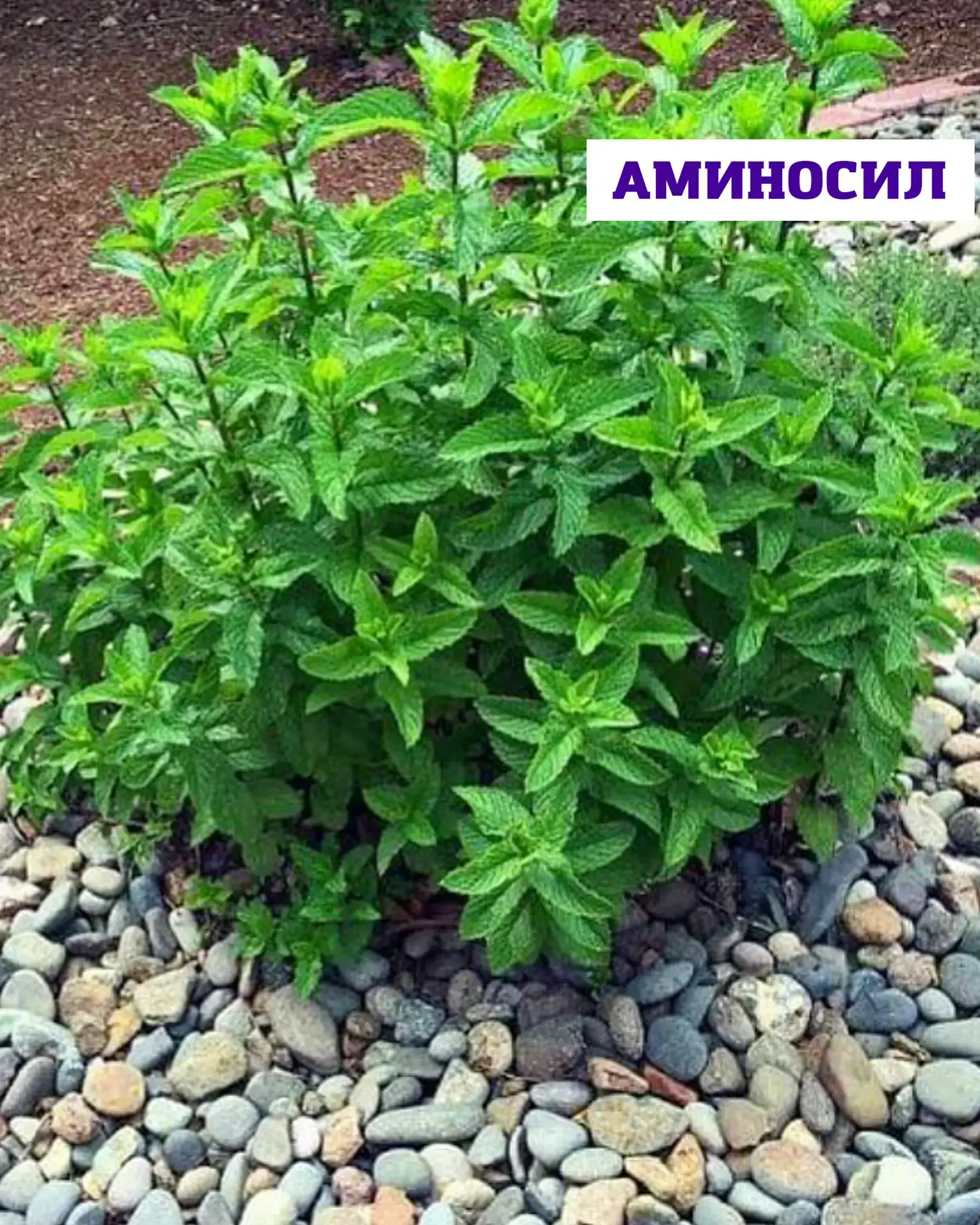 🌿 Посадить один раз — наслаждаться годами  Мята, мелисса и тимьян — это про уютный, ароматный сад бе