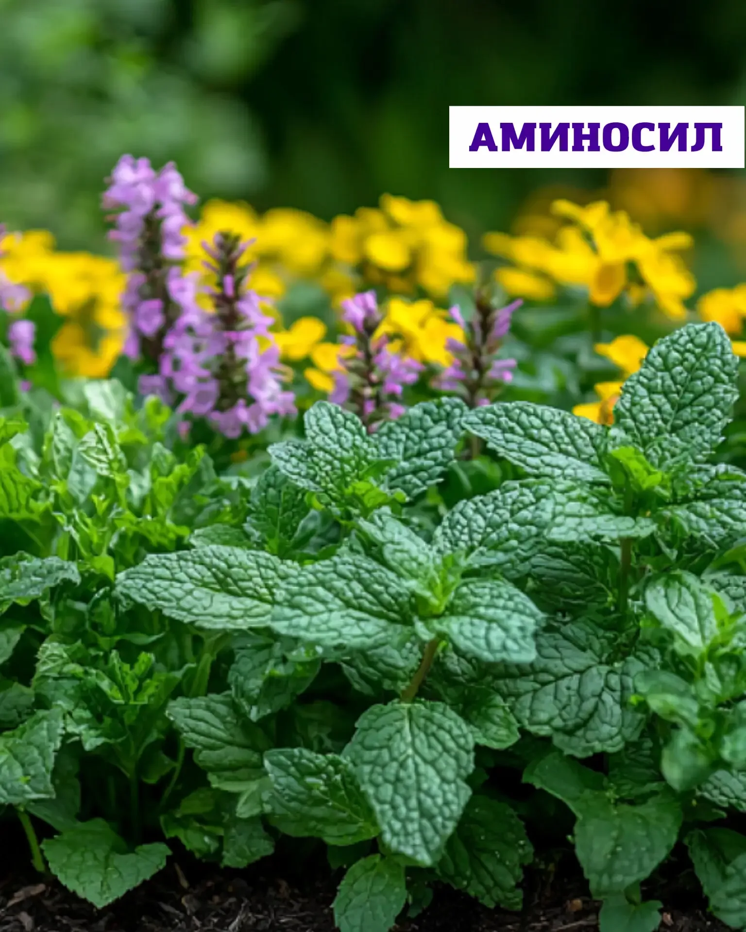 🌿 Посадить один раз — наслаждаться годами  Мята, мелисса и тимьян — это про уютный, ароматный сад бе