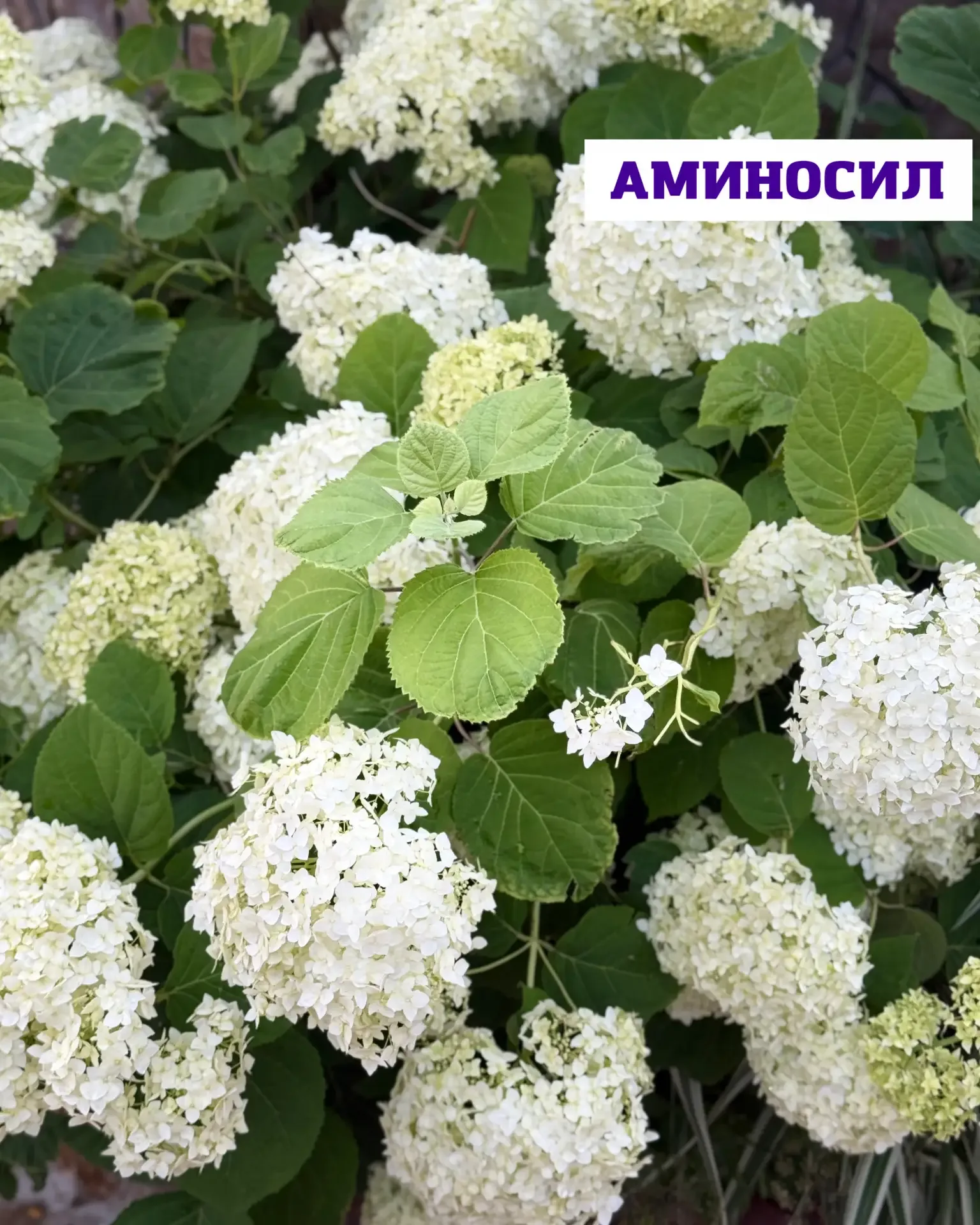 🌸 Мощная подкормка для молодой гортензии: быстрый рост и яркая зелень  Если ваша гортензия только на