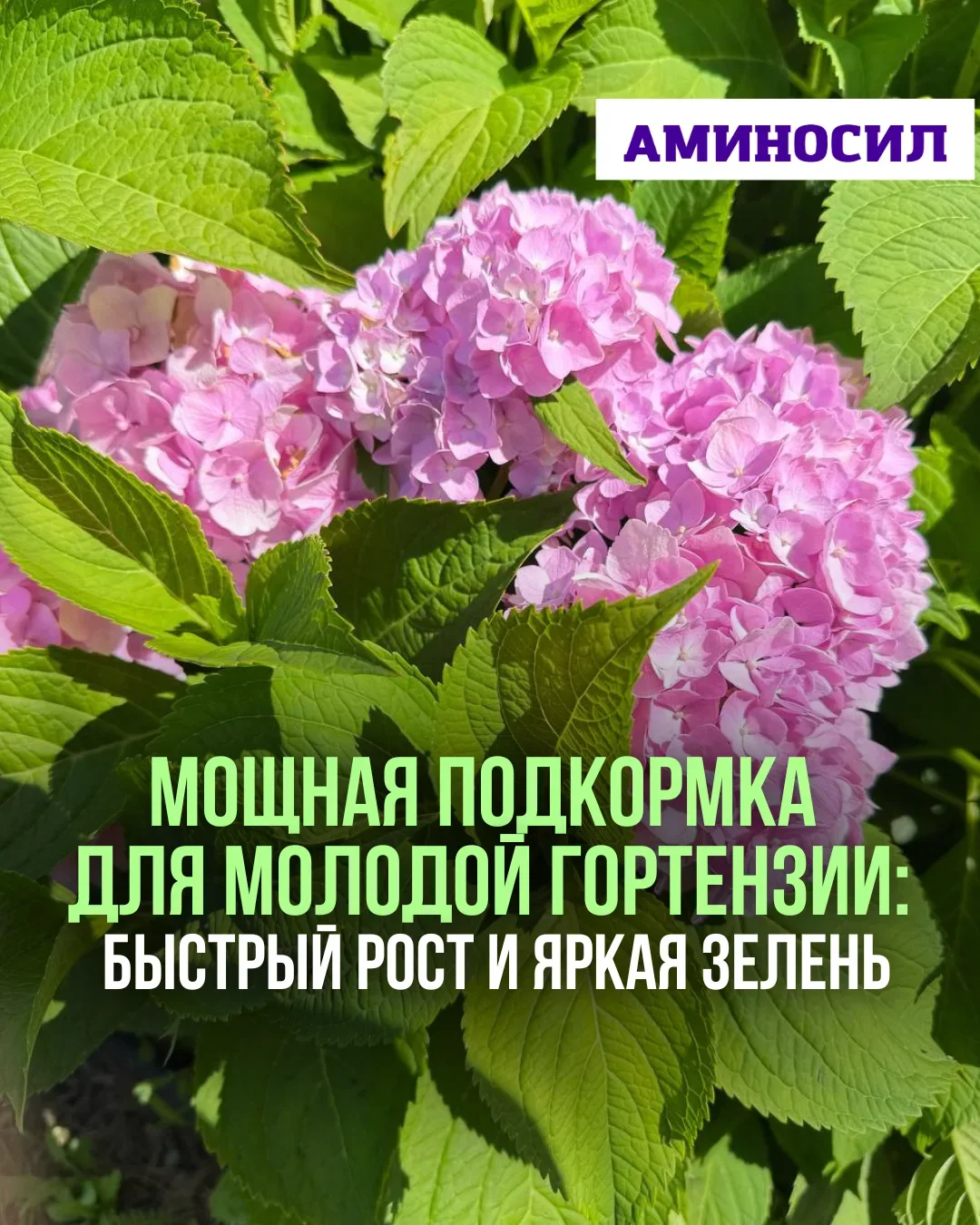 🌸 Мощная подкормка для молодой гортензии: быстрый рост и яркая зелень  Если ваша гортензия только на