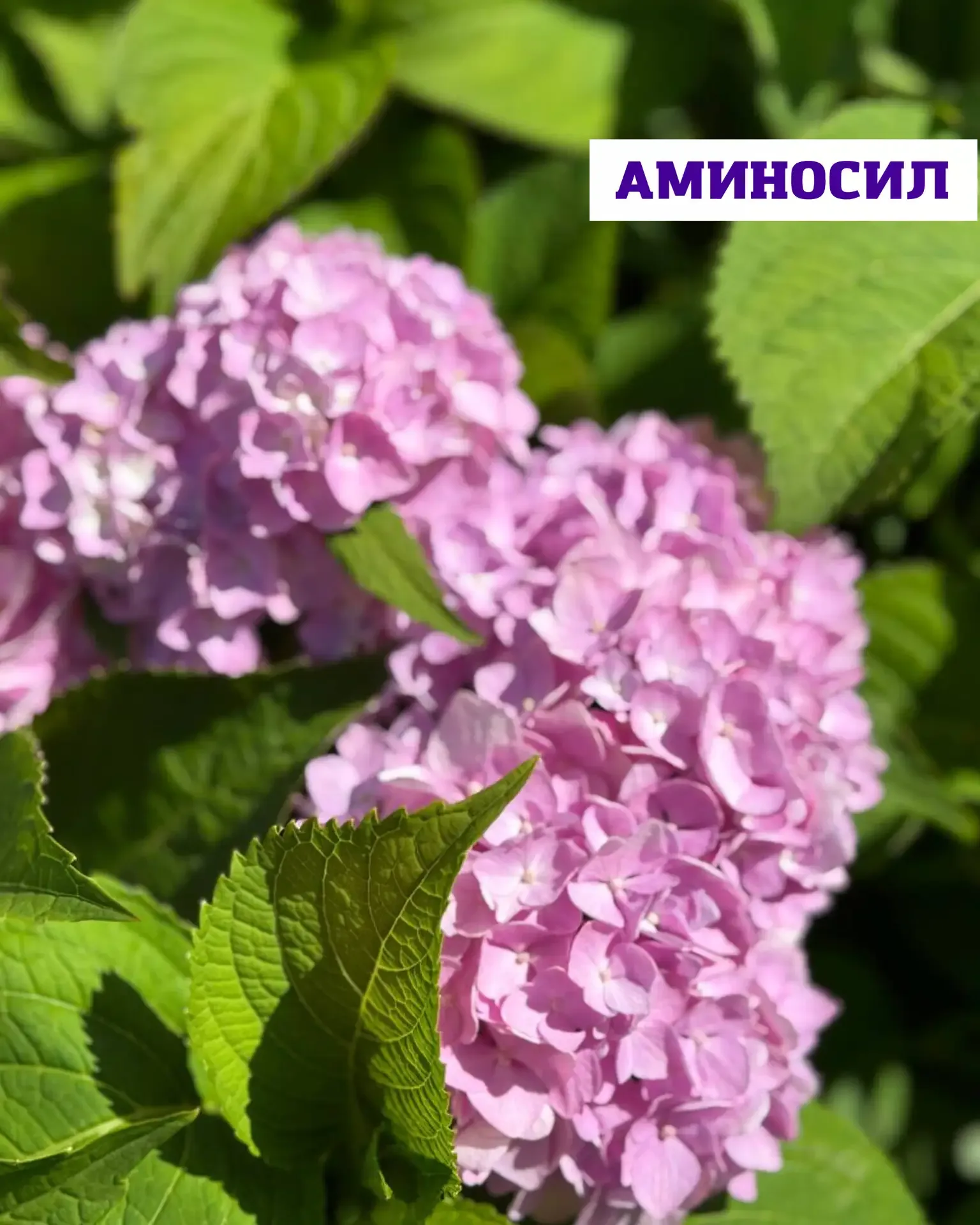 🌸 Мощная подкормка для молодой гортензии: быстрый рост и яркая зелень  Если ваша гортензия только на