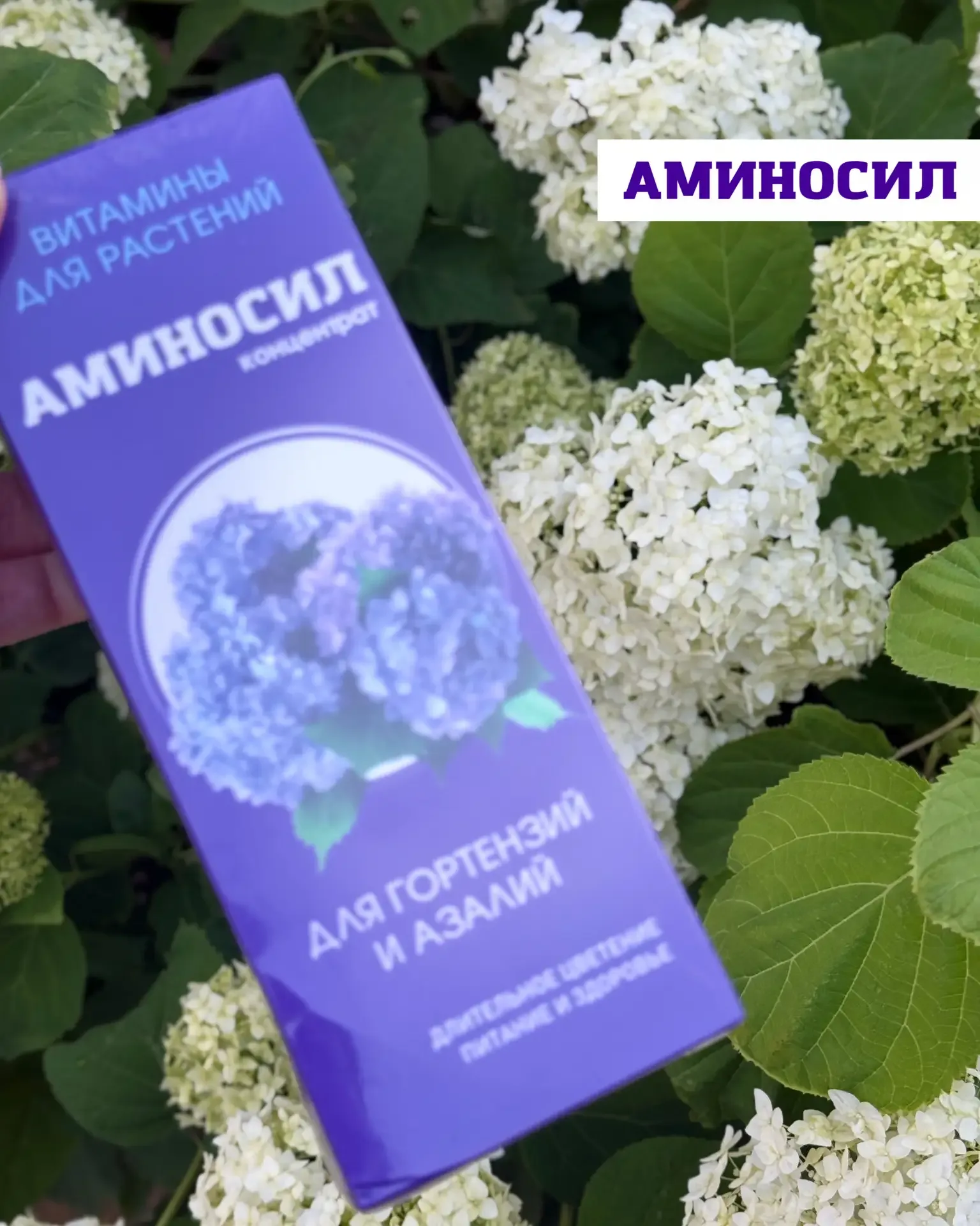 🌸 Мощная подкормка для молодой гортензии: быстрый рост и яркая зелень  Если ваша гортензия только на