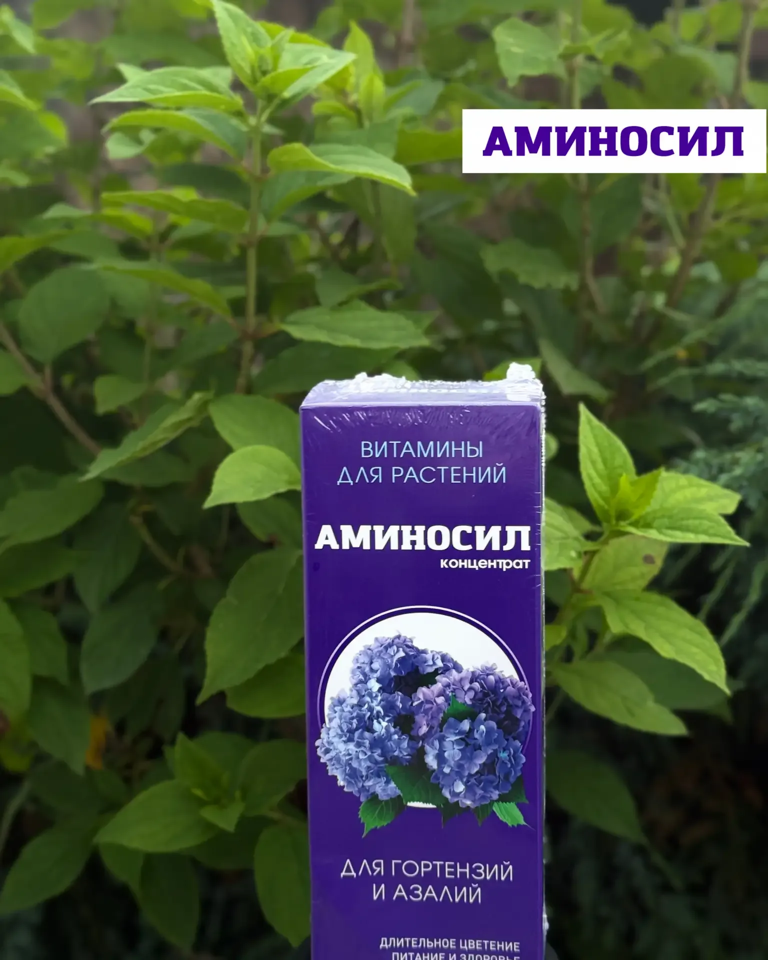 🌸 Мощная подкормка для молодой гортензии: быстрый рост и яркая зелень  Если ваша гортензия только на