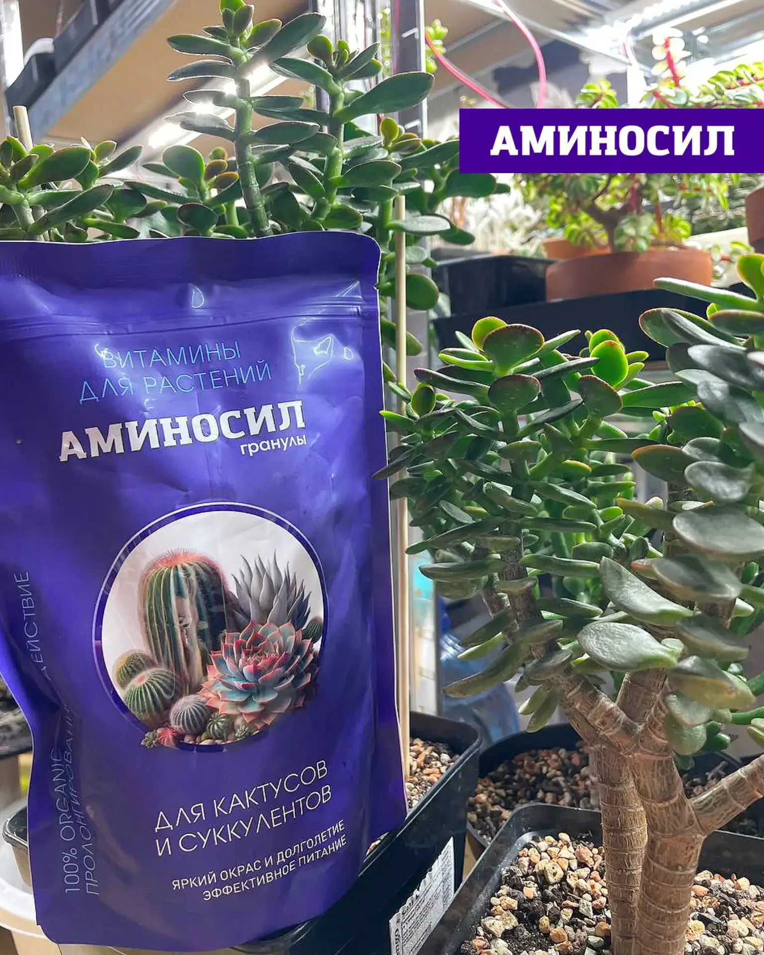 🌵 СУККУЛЕНТЫ И ТИЛЛАНДСИИ: ПОЧЕМУ ИМ ТОЖЕ НУЖНА ПОДДЕРЖКА ЛЕТОМ  Кажется, что кактусы и суккуленты «