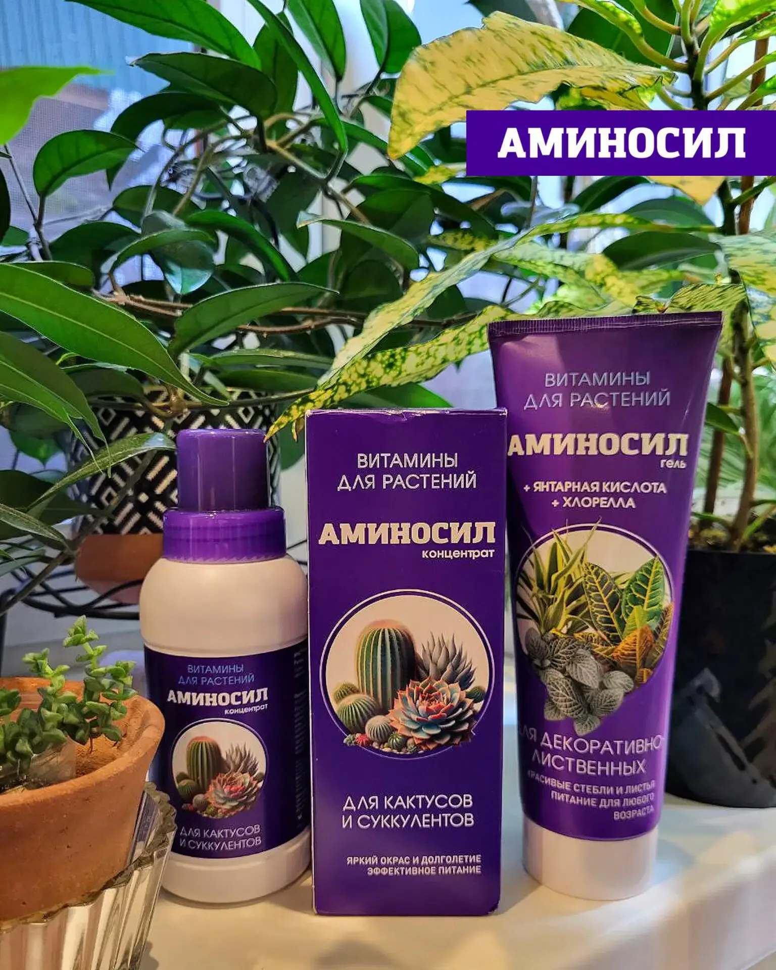 🌵 СУККУЛЕНТЫ И ТИЛЛАНДСИИ: ПОЧЕМУ ИМ ТОЖЕ НУЖНА ПОДДЕРЖКА ЛЕТОМ  Кажется, что кактусы и суккуленты «