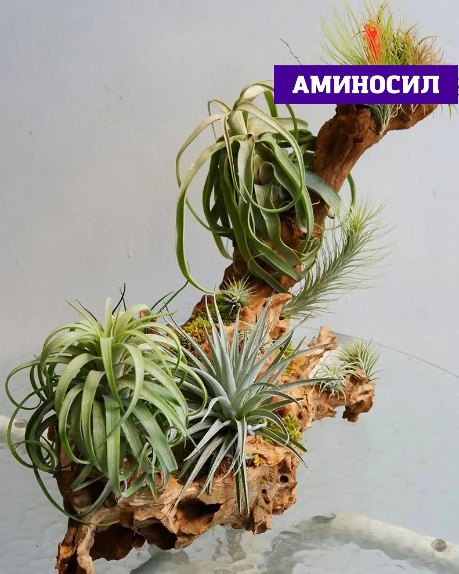 🌵 СУККУЛЕНТЫ И ТИЛЛАНДСИИ: ПОЧЕМУ ИМ ТОЖЕ НУЖНА ПОДДЕРЖКА ЛЕТОМ  Кажется, что кактусы и суккуленты «