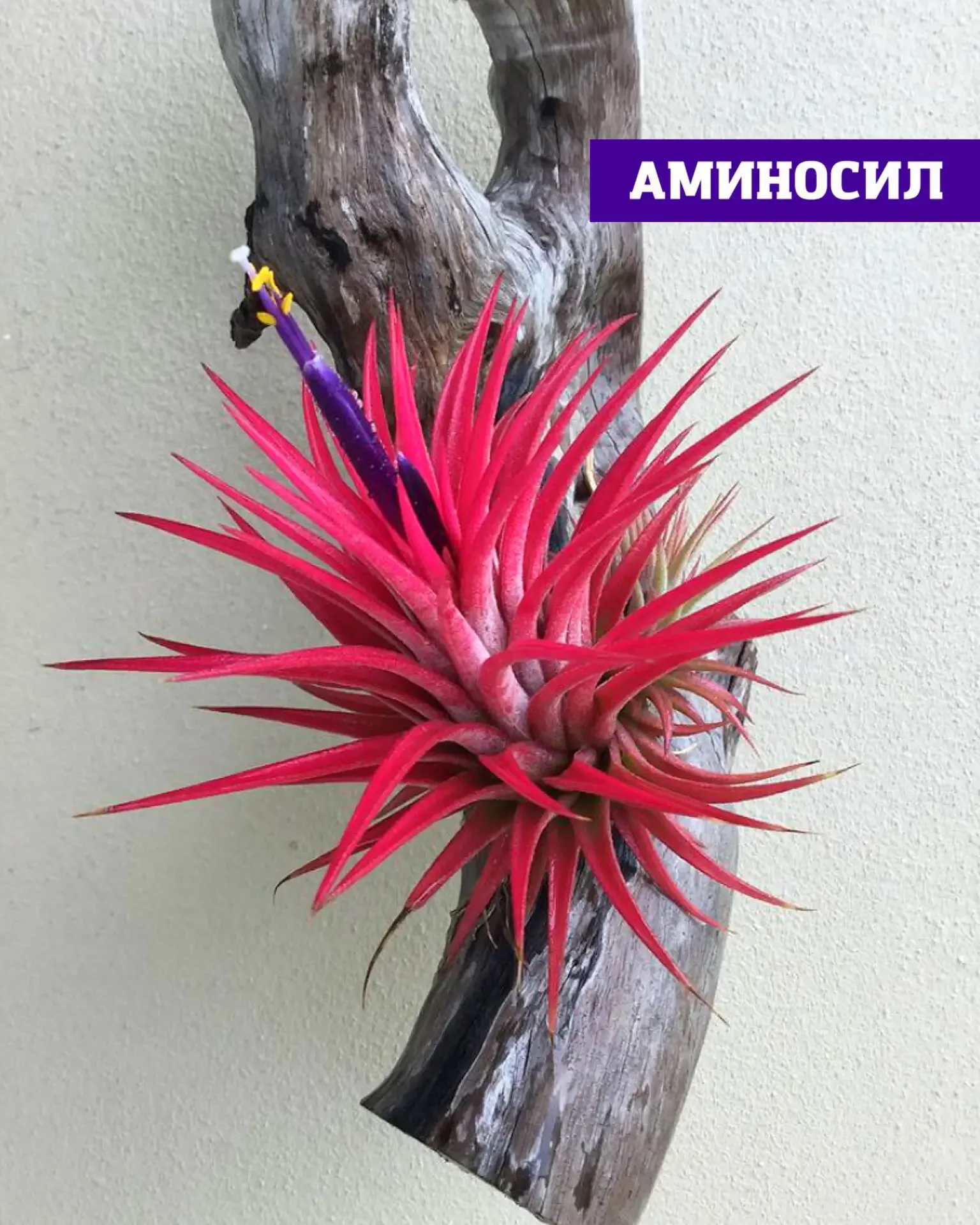🌵 СУККУЛЕНТЫ И ТИЛЛАНДСИИ: ПОЧЕМУ ИМ ТОЖЕ НУЖНА ПОДДЕРЖКА ЛЕТОМ  Кажется, что кактусы и суккуленты «