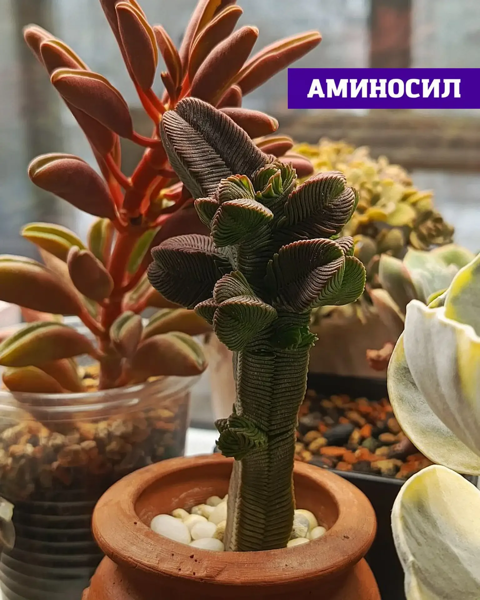 🌵 СУККУЛЕНТЫ И ТИЛЛАНДСИИ: ПОЧЕМУ ИМ ТОЖЕ НУЖНА ПОДДЕРЖКА ЛЕТОМ  Кажется, что кактусы и суккуленты «