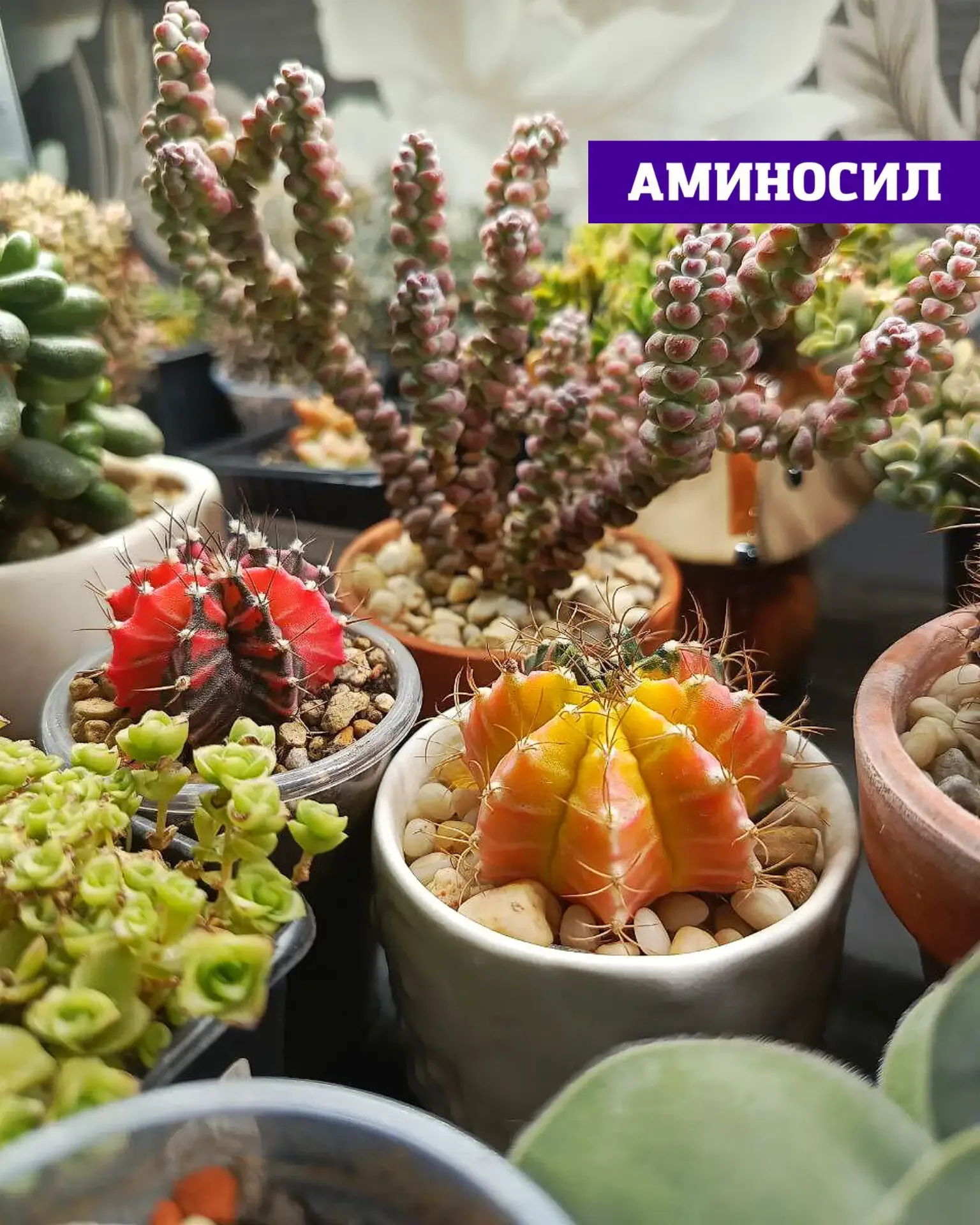 🌵 СУККУЛЕНТЫ И ТИЛЛАНДСИИ: ПОЧЕМУ ИМ ТОЖЕ НУЖНА ПОДДЕРЖКА ЛЕТОМ  Кажется, что кактусы и суккуленты «