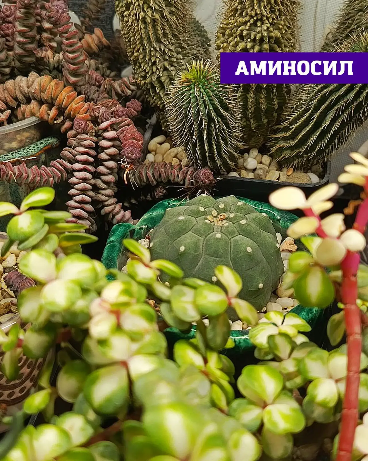 🌵 СУККУЛЕНТЫ И ТИЛЛАНДСИИ: ПОЧЕМУ ИМ ТОЖЕ НУЖНА ПОДДЕРЖКА ЛЕТОМ  Кажется, что кактусы и суккуленты «