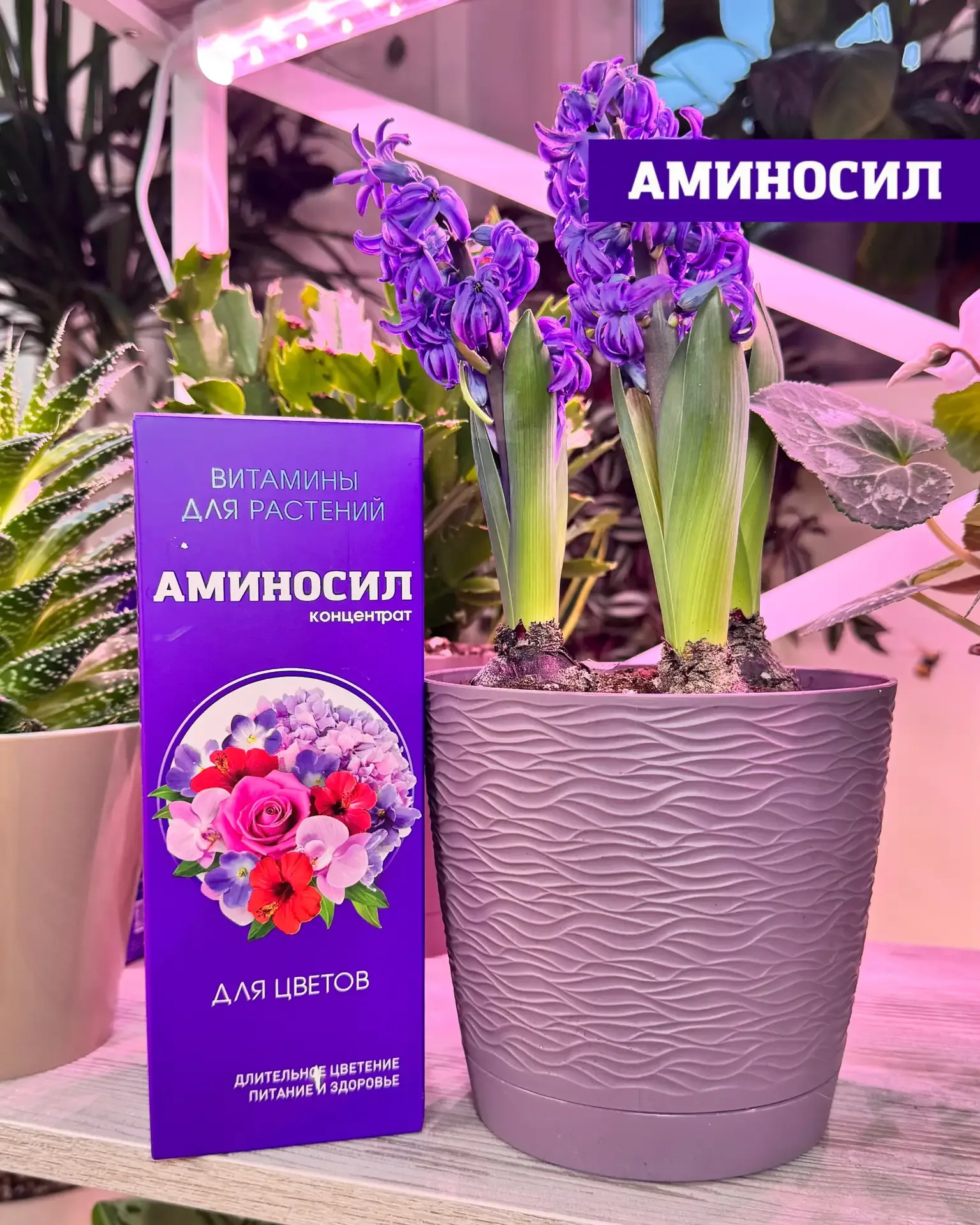 🌸 ЛЕТО — РЕШАЮЩИЙ ПЕРИОД ДЛЯ КОМНАТНЫХ РАСТЕНИЙ  Сейчас тот самый момент, когда закладывается всё: б