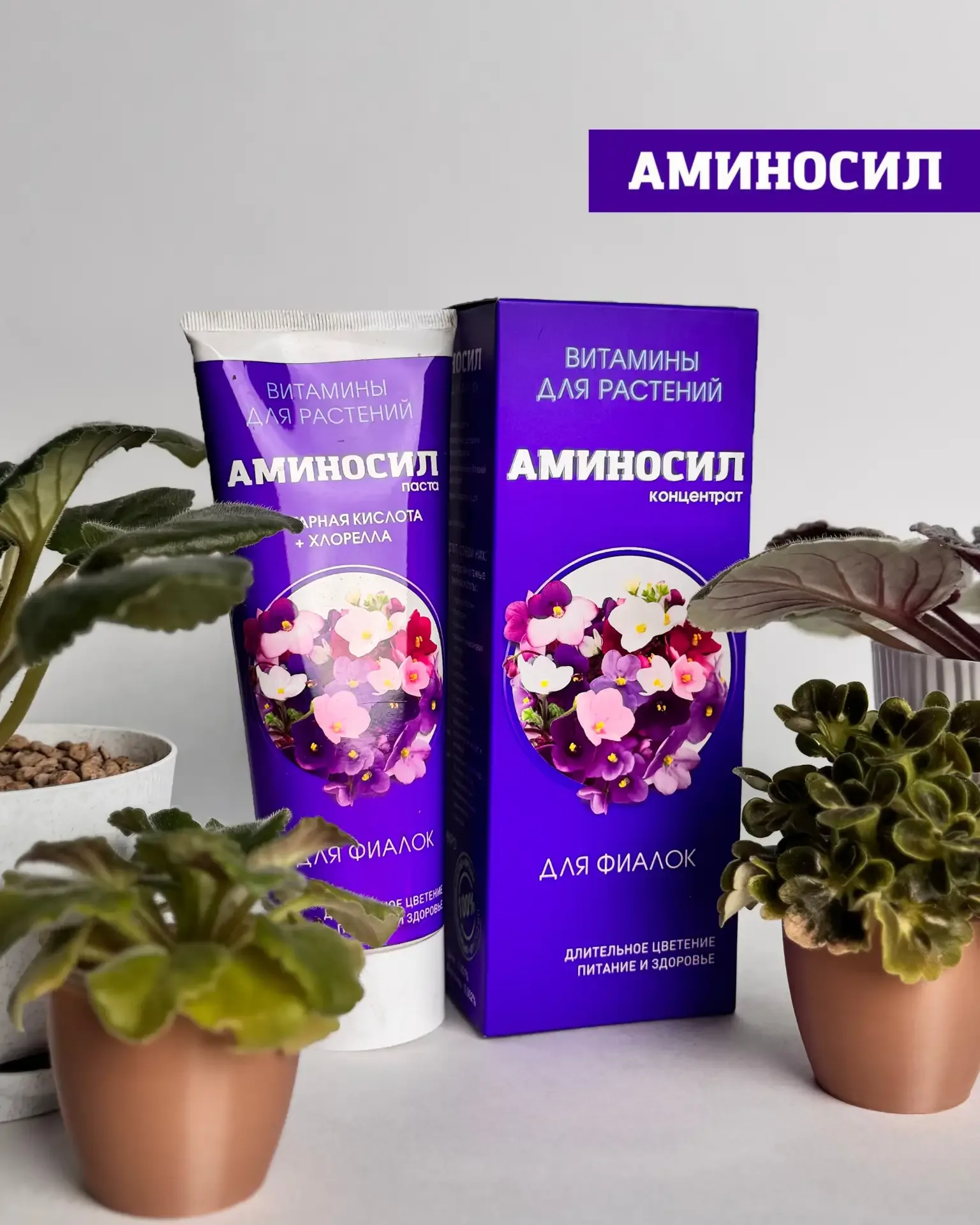 🌸 ЛЕТО — РЕШАЮЩИЙ ПЕРИОД ДЛЯ КОМНАТНЫХ РАСТЕНИЙ  Сейчас тот самый момент, когда закладывается всё: б