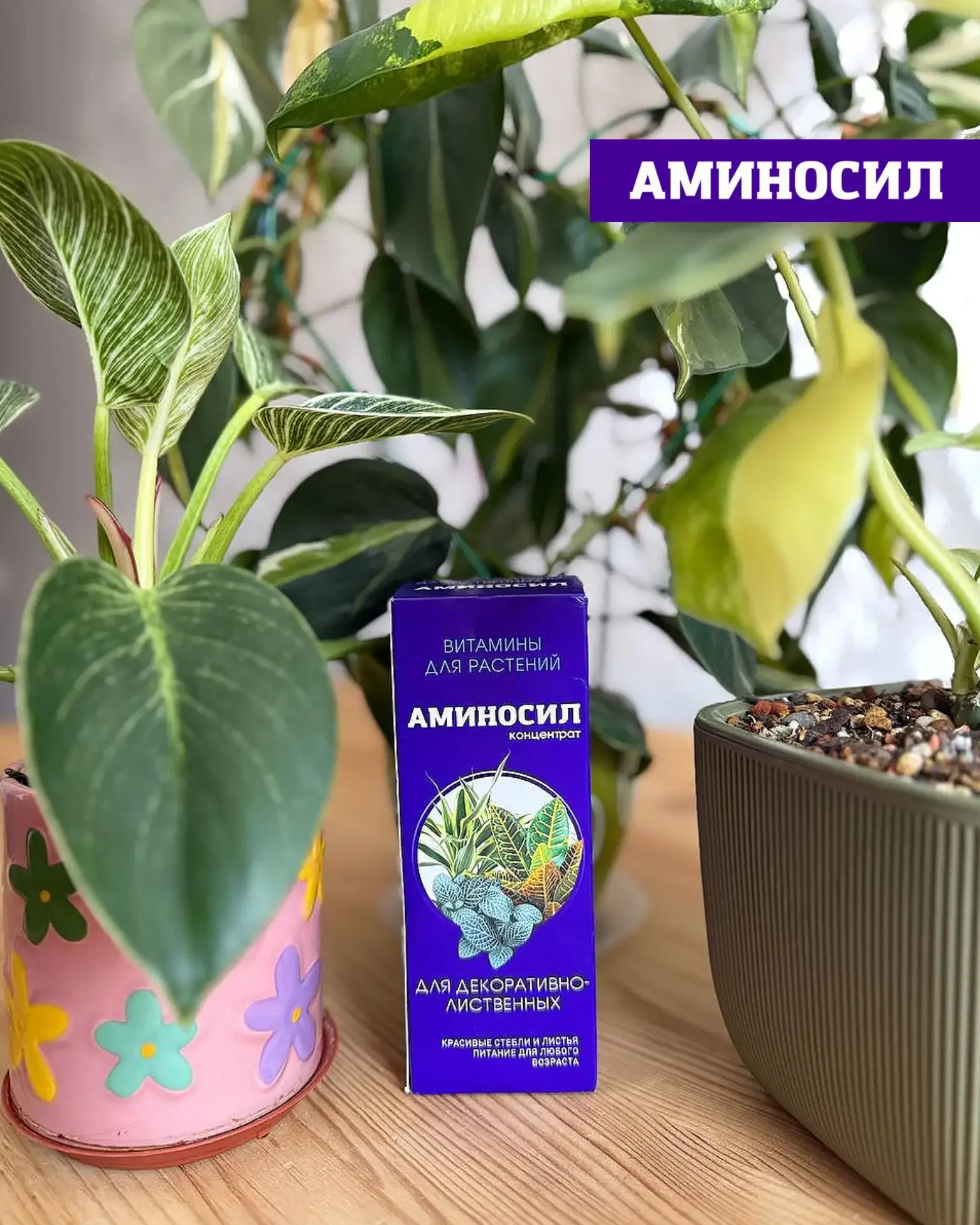 🌸 ЛЕТО — РЕШАЮЩИЙ ПЕРИОД ДЛЯ КОМНАТНЫХ РАСТЕНИЙ  Сейчас тот самый момент, когда закладывается всё: б