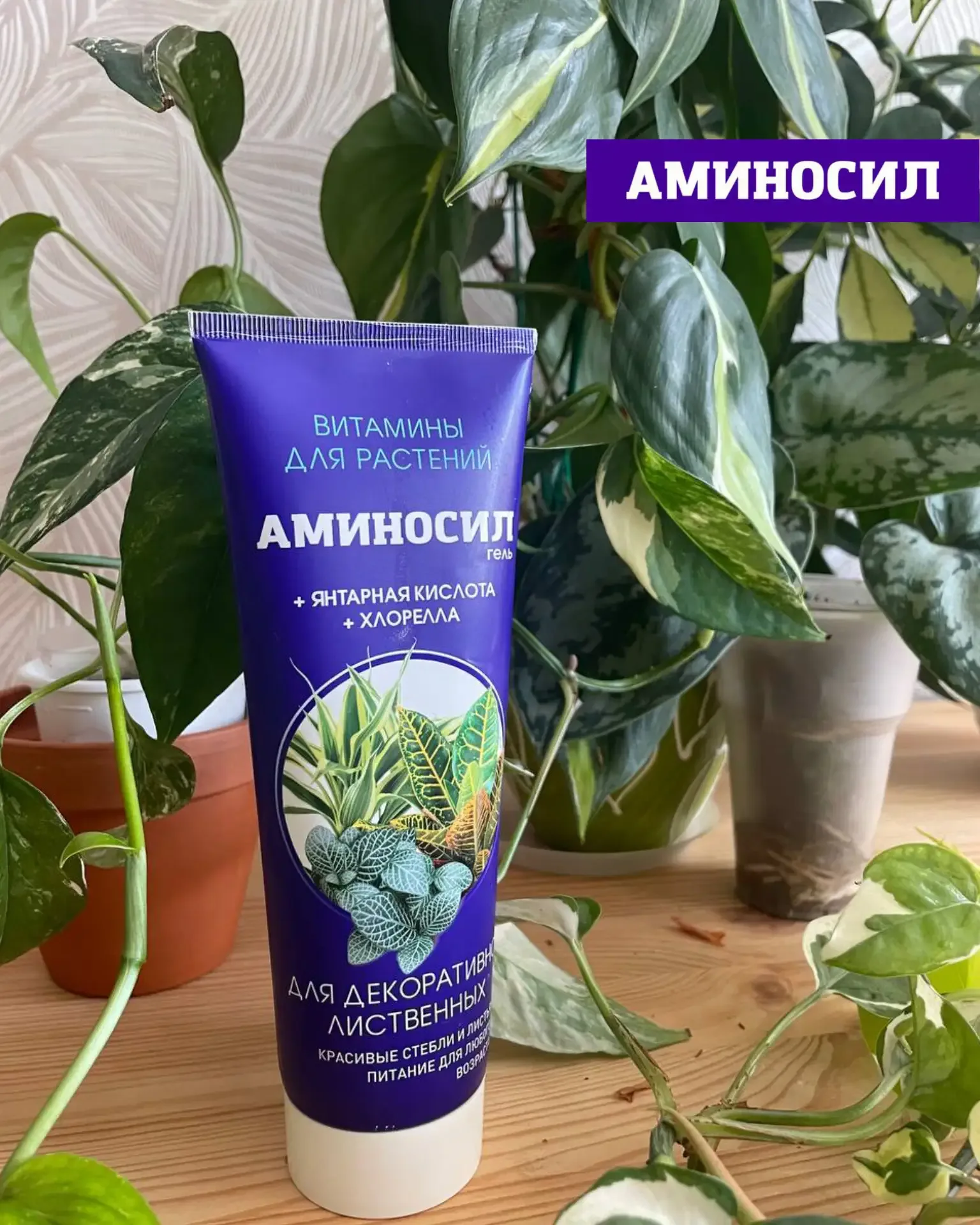 🌸 ЛЕТО — РЕШАЮЩИЙ ПЕРИОД ДЛЯ КОМНАТНЫХ РАСТЕНИЙ  Сейчас тот самый момент, когда закладывается всё: б