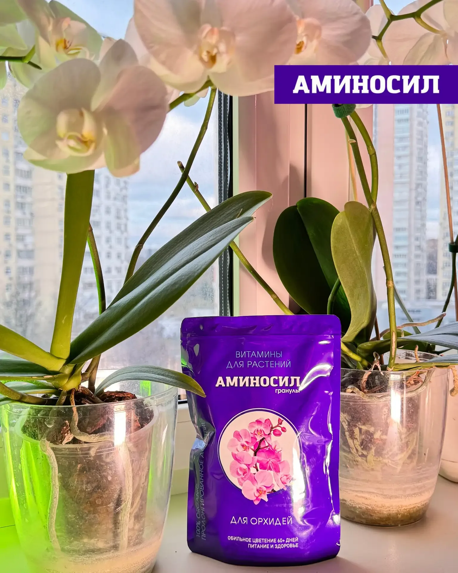 🌸 ЛЕТО — РЕШАЮЩИЙ ПЕРИОД ДЛЯ КОМНАТНЫХ РАСТЕНИЙ  Сейчас тот самый момент, когда закладывается всё: б