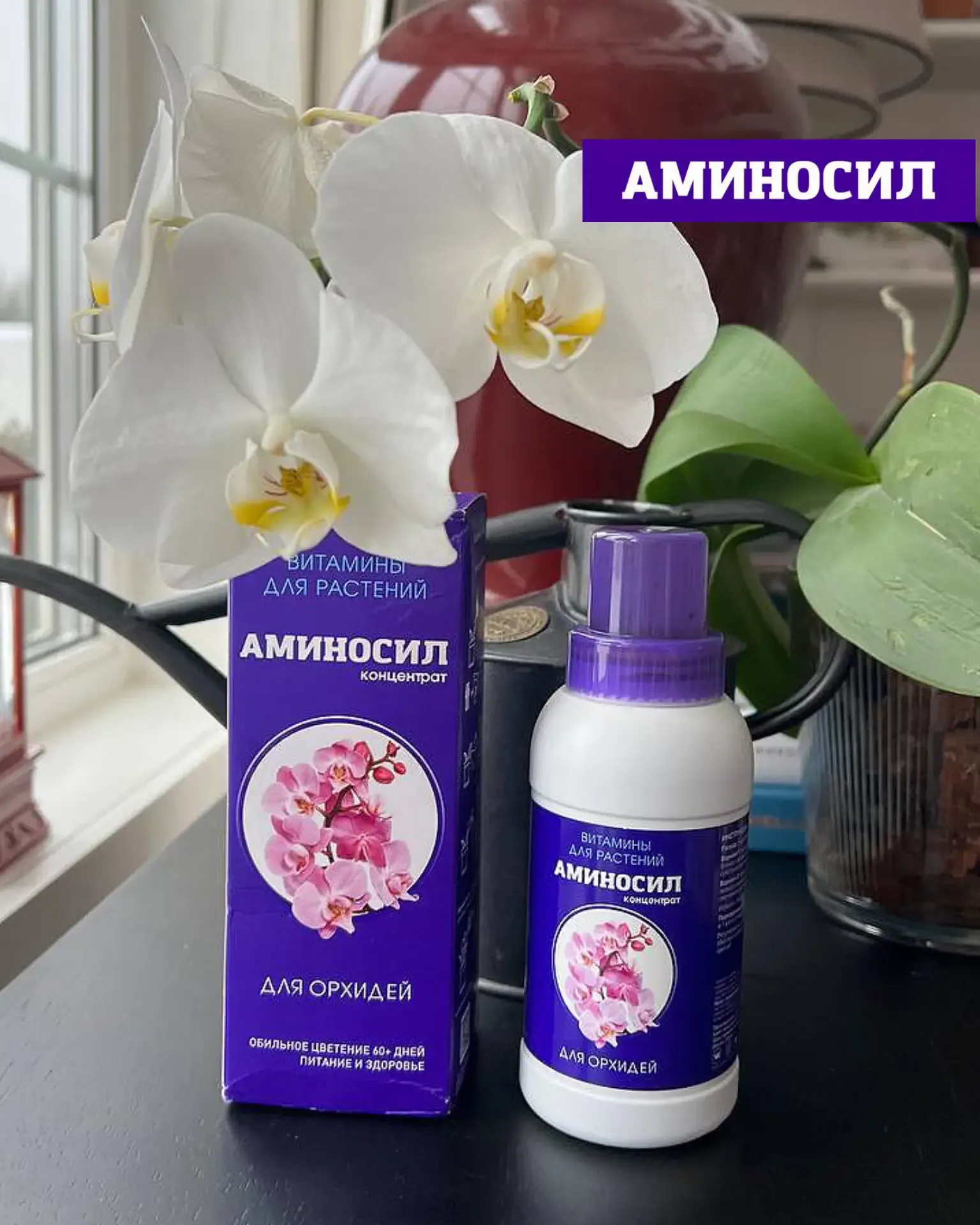 🌸 ЛЕТО — РЕШАЮЩИЙ ПЕРИОД ДЛЯ КОМНАТНЫХ РАСТЕНИЙ  Сейчас тот самый момент, когда закладывается всё: б