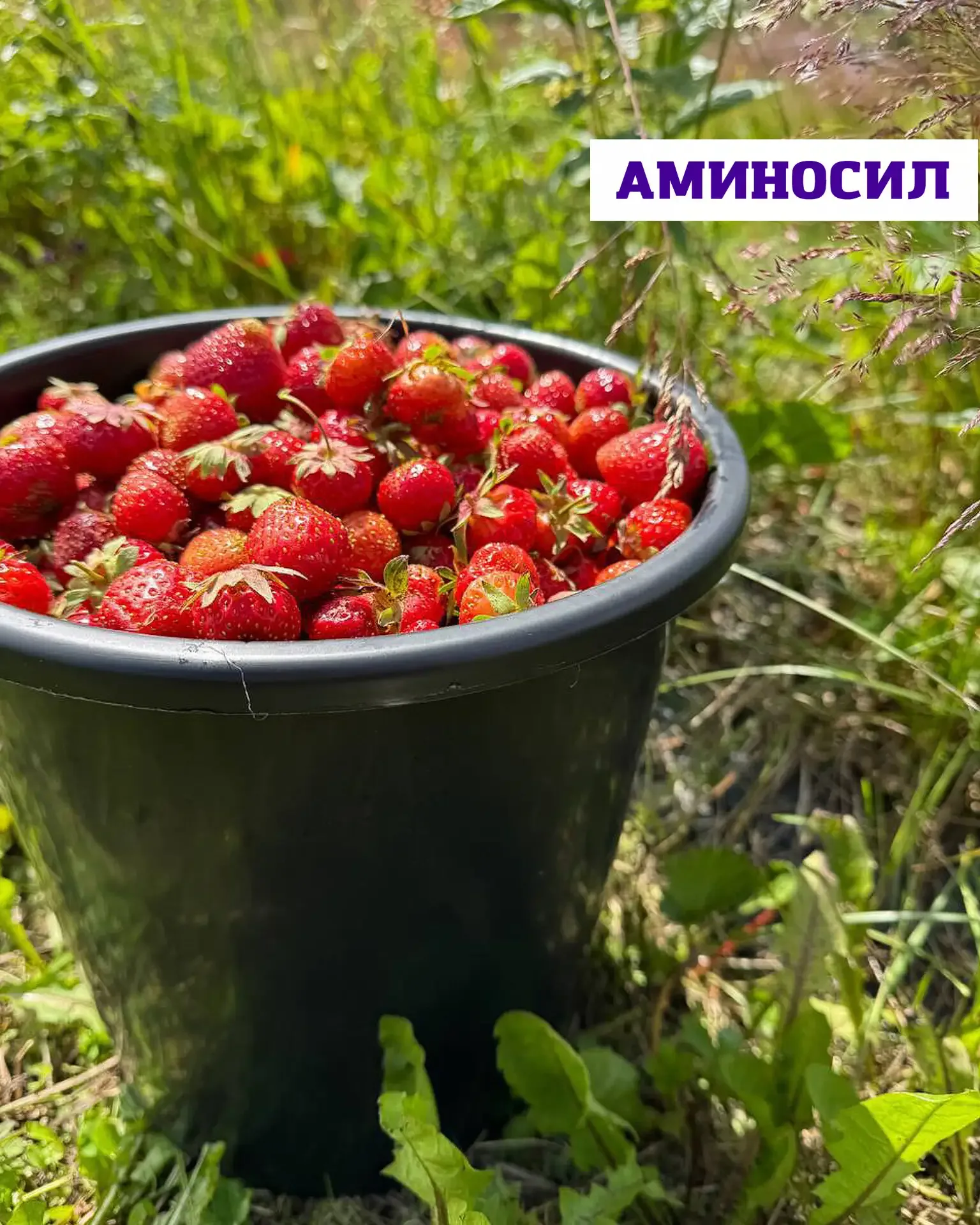 🍓Уход за земляникой и клубникой весной  Землянику и клубнику можно по праву назвать самыми трудоёмки