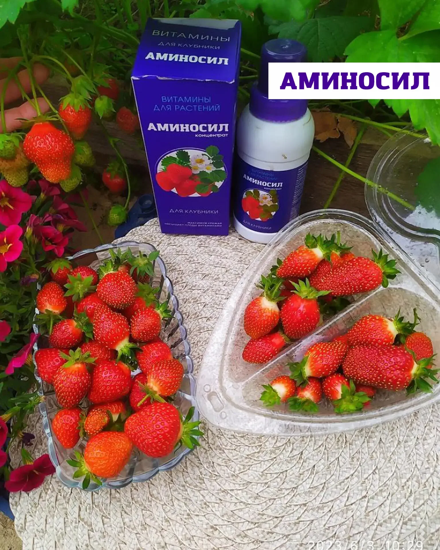 🍓Уход за земляникой и клубникой весной  Землянику и клубнику можно по праву назвать самыми трудоёмки