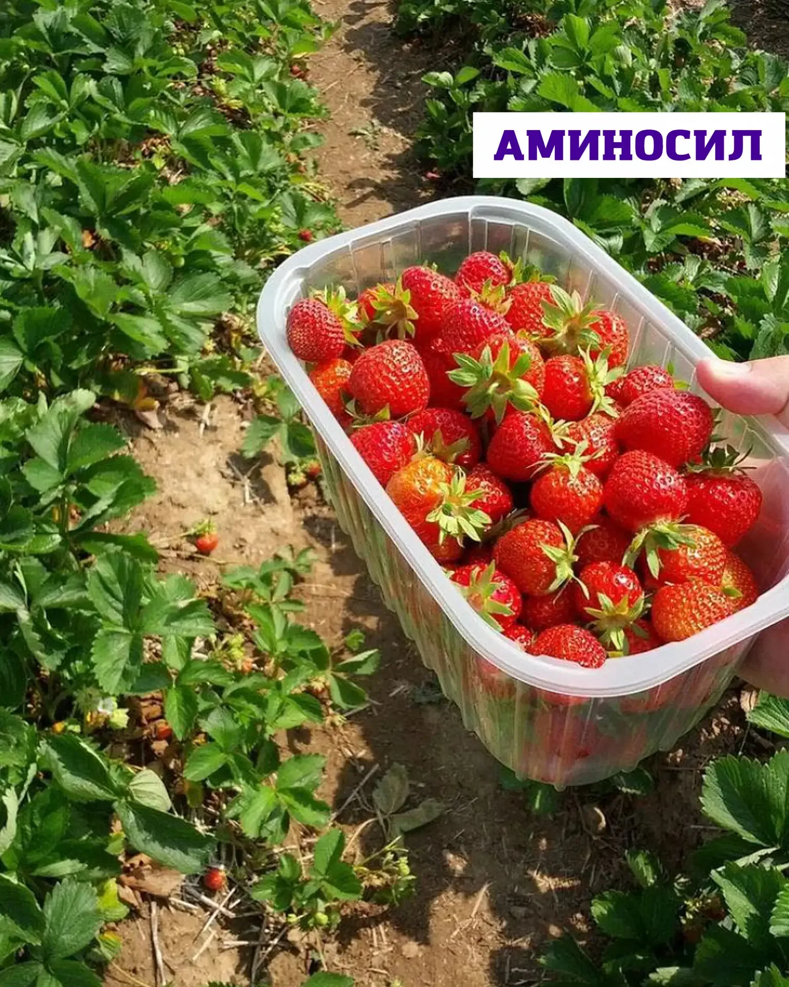 🍓Уход за земляникой и клубникой весной  Землянику и клубнику можно по праву назвать самыми трудоёмки