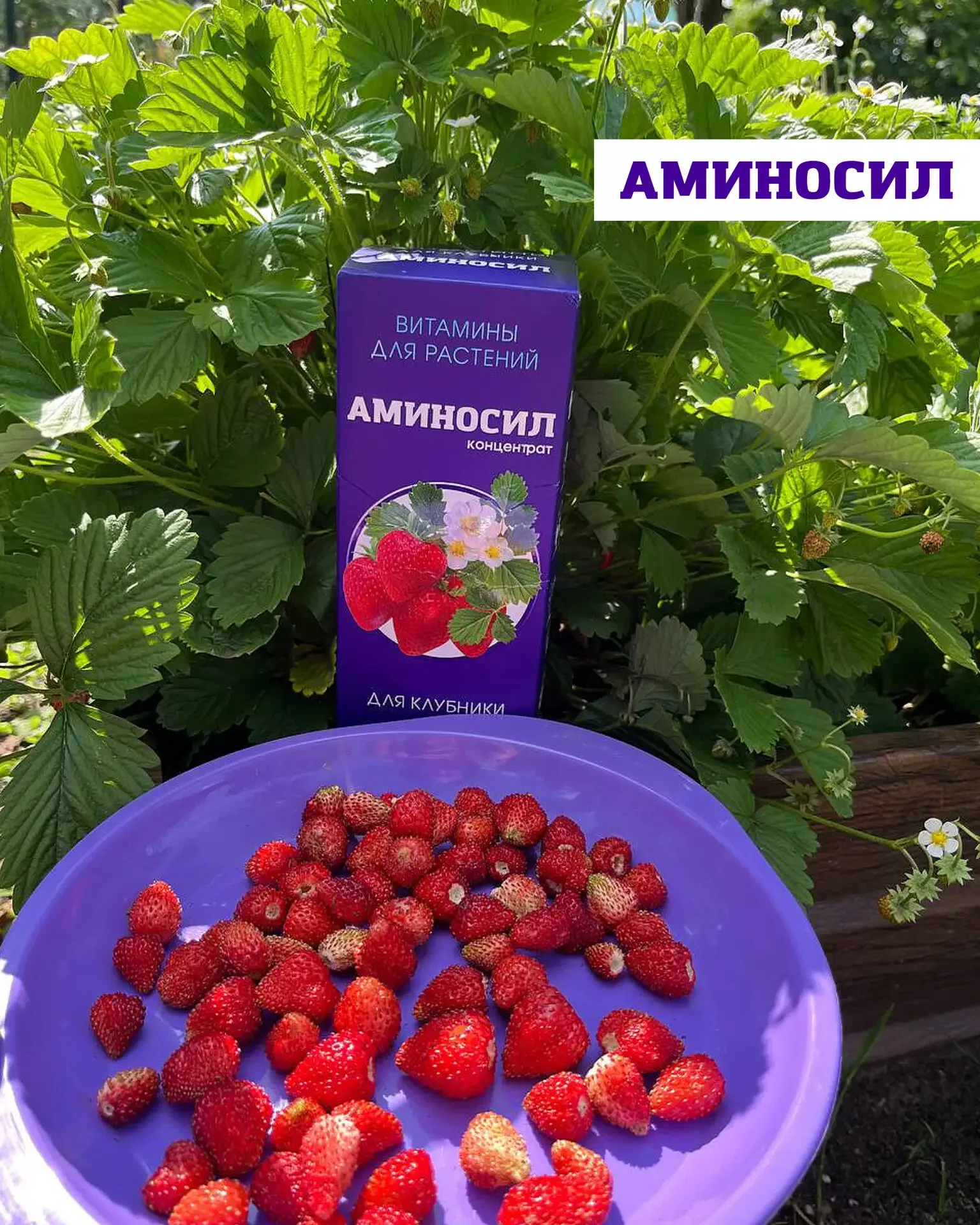 🍓Уход за земляникой и клубникой весной  Землянику и клубнику можно по праву назвать самыми трудоёмки