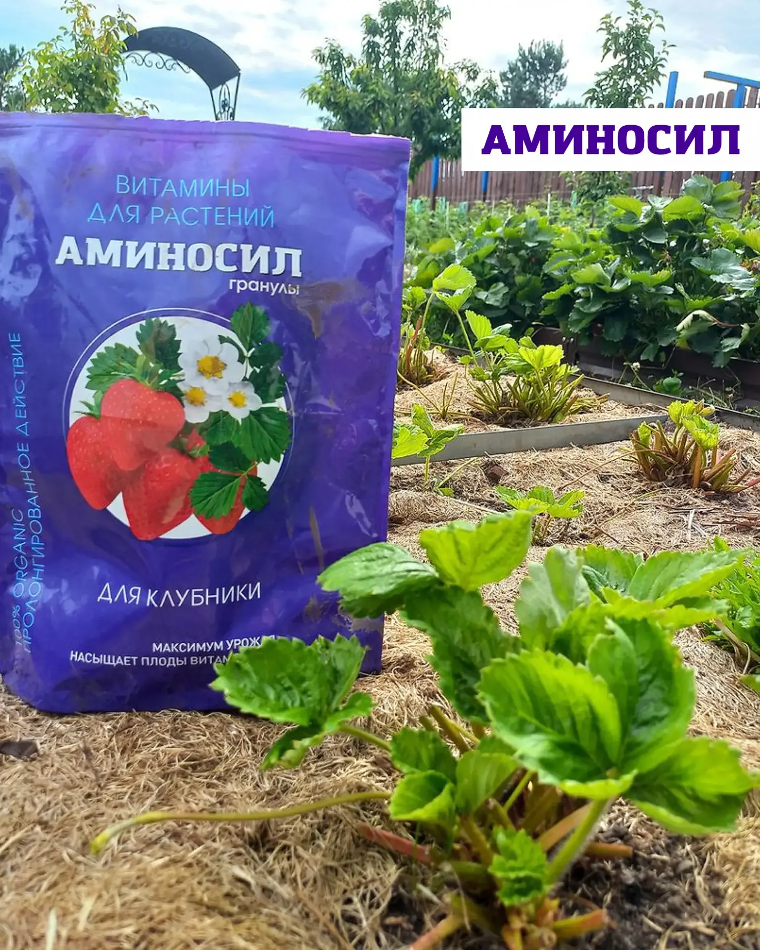 🍓Уход за земляникой и клубникой весной  Землянику и клубнику можно по праву назвать самыми трудоёмки