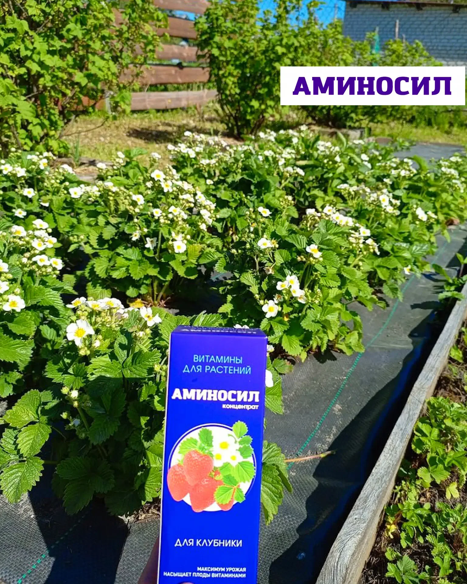 🍓Уход за земляникой и клубникой весной  Землянику и клубнику можно по праву назвать самыми трудоёмки