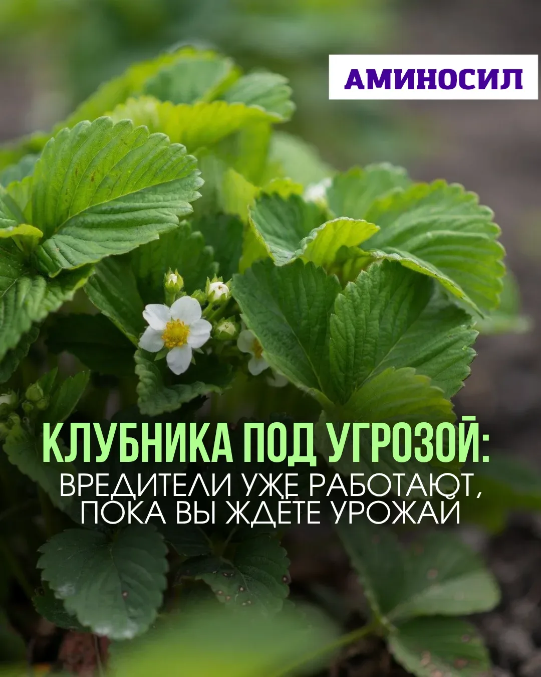 🚫 Клубника под угрозой: вредители уже работают, пока вы ждёте урожай  Иногда кажется, что всё идёт о