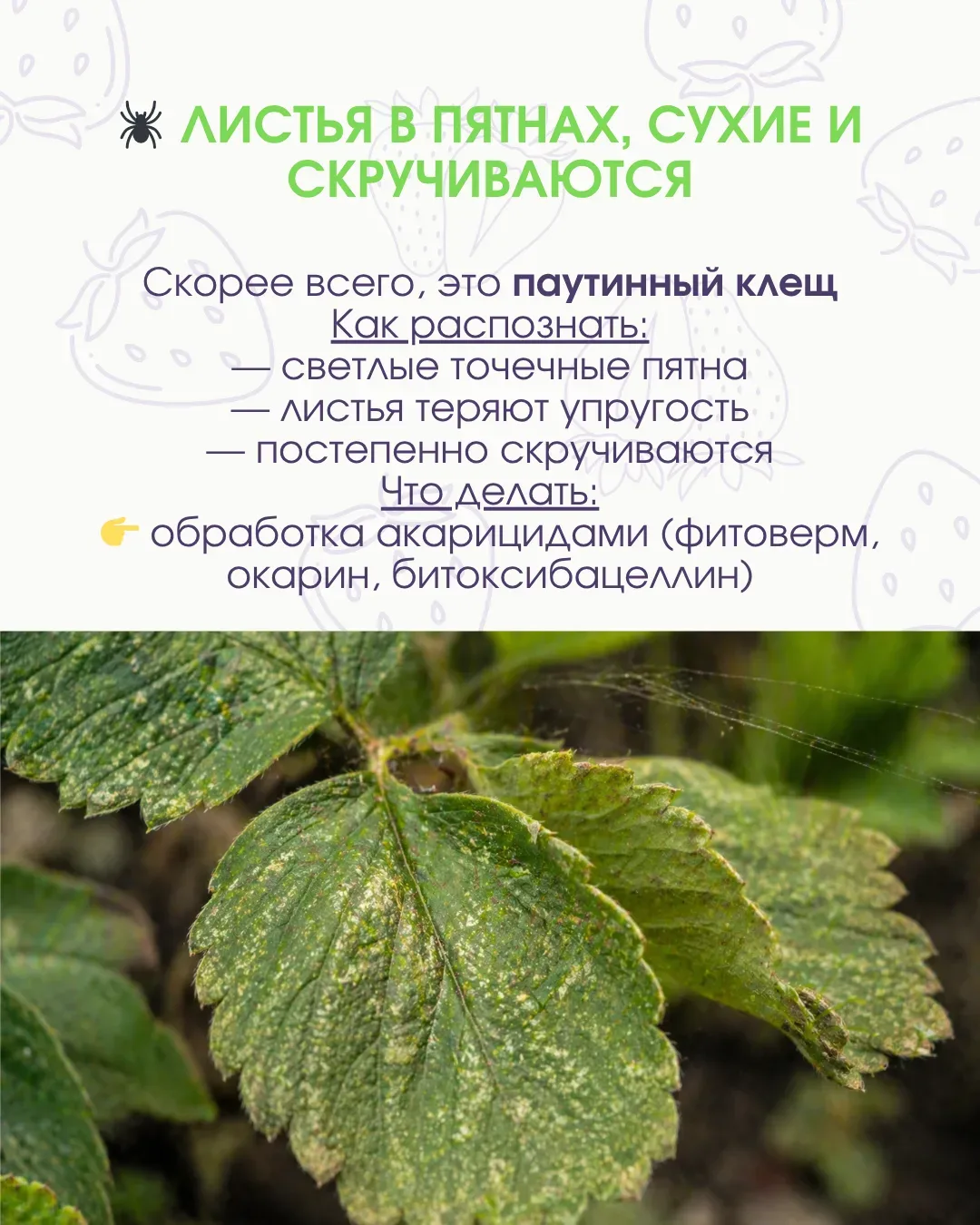 🚫 Клубника под угрозой: вредители уже работают, пока вы ждёте урожай  Иногда кажется, что всё идёт о