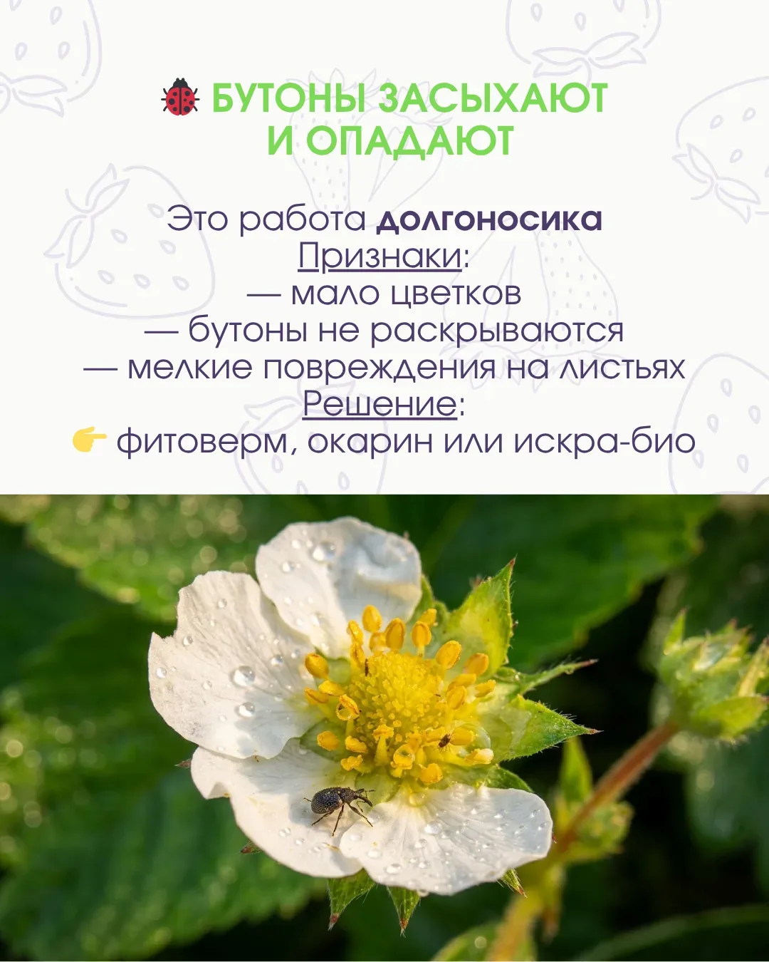 🚫 Клубника под угрозой: вредители уже работают, пока вы ждёте урожай  Иногда кажется, что всё идёт о
