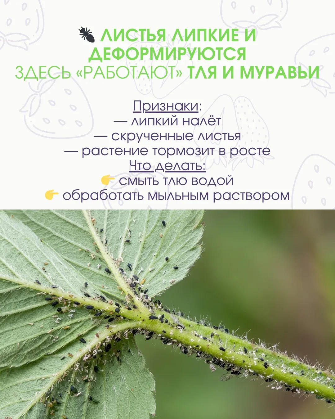 🚫 Клубника под угрозой: вредители уже работают, пока вы ждёте урожай  Иногда кажется, что всё идёт о