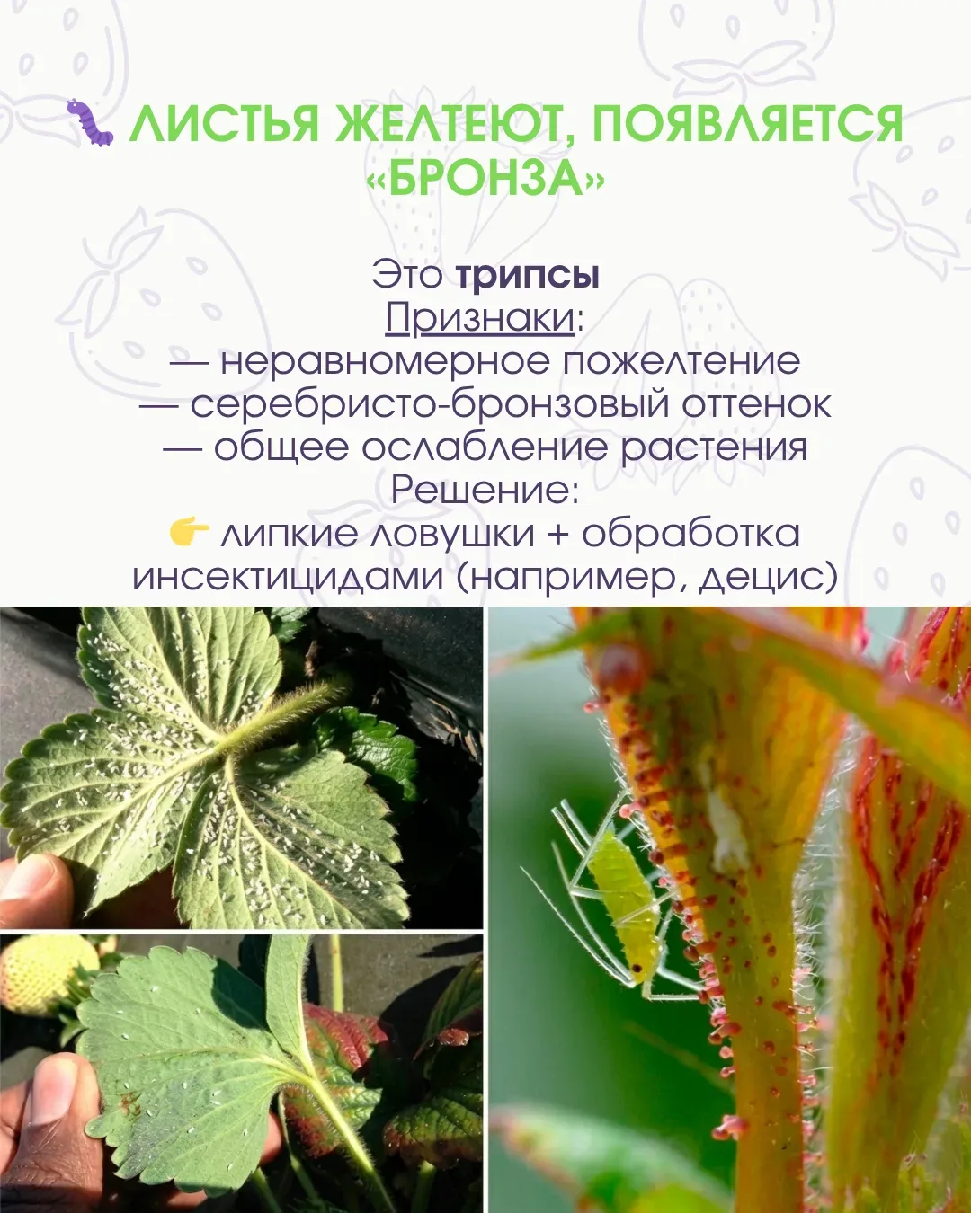 🚫 Клубника под угрозой: вредители уже работают, пока вы ждёте урожай  Иногда кажется, что всё идёт о