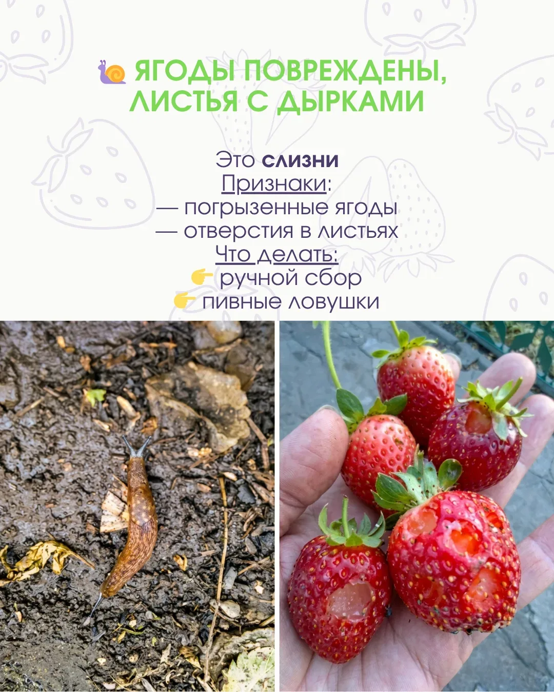 🚫 Клубника под угрозой: вредители уже работают, пока вы ждёте урожай  Иногда кажется, что всё идёт о