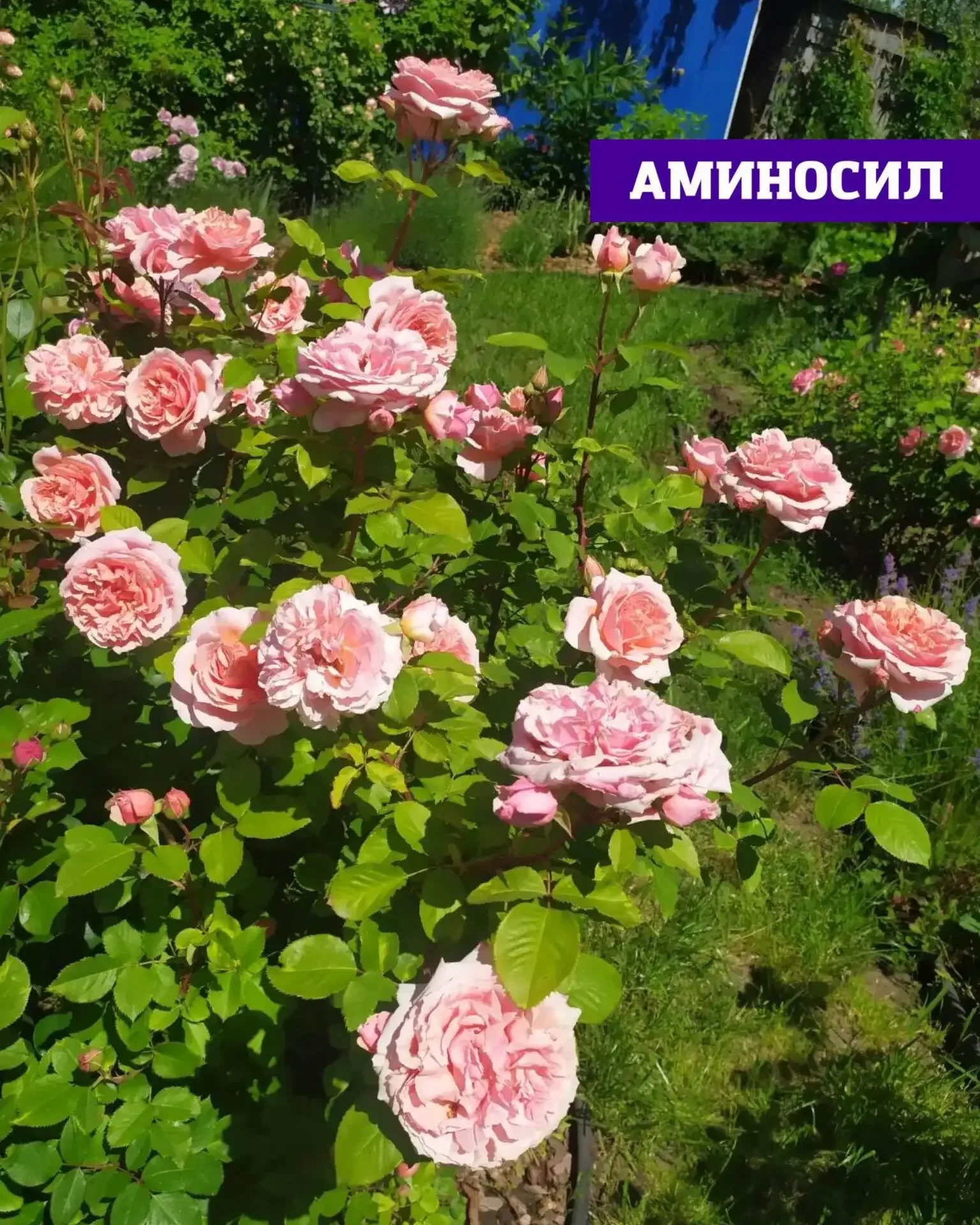 Хотите, чтобы сад выглядел как с обложки журнала? 🌸🌹  Пышное цветение роз, гортензий и петуний — это