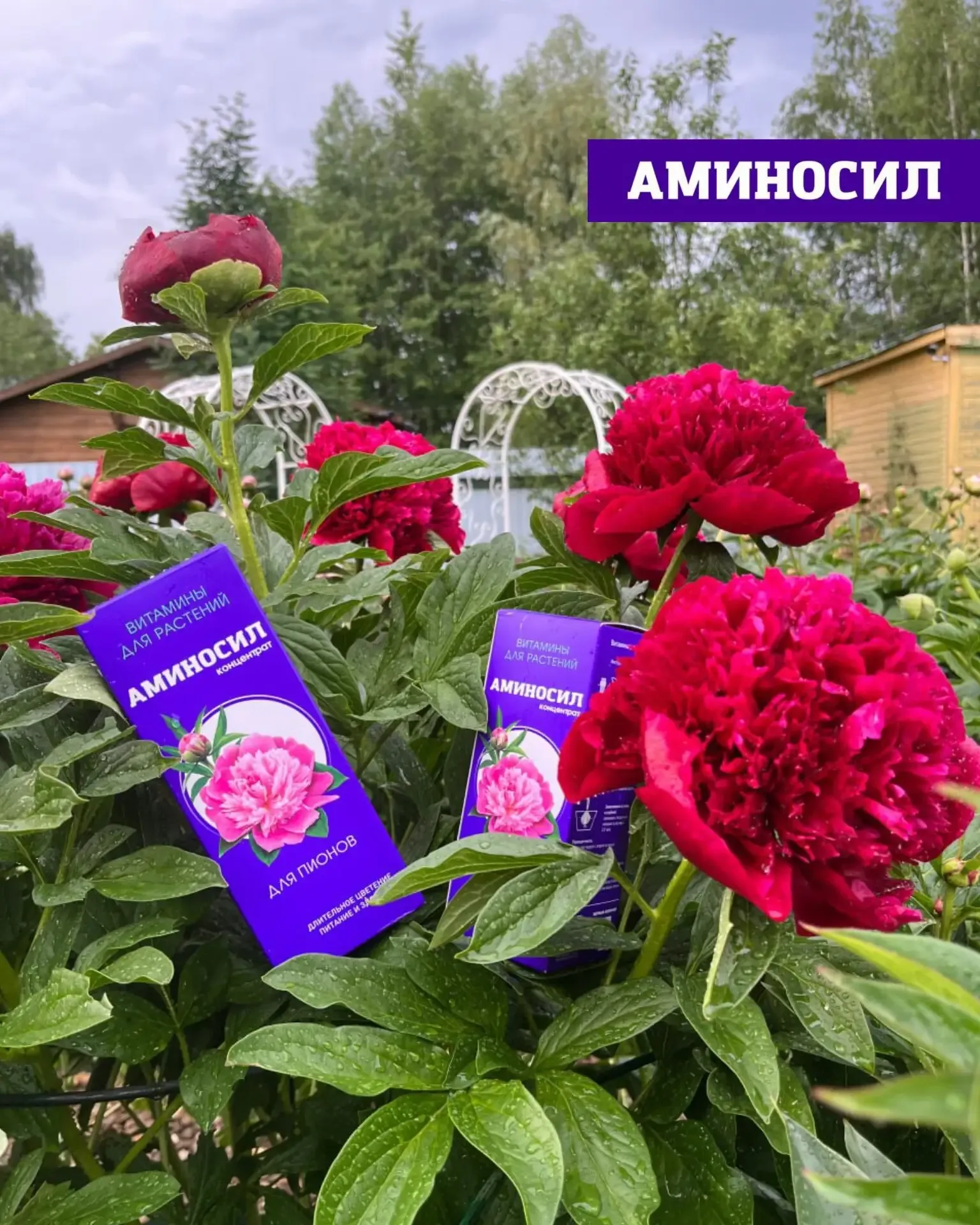 Хотите, чтобы сад выглядел как с обложки журнала? 🌸🌹  Пышное цветение роз, гортензий и петуний — это