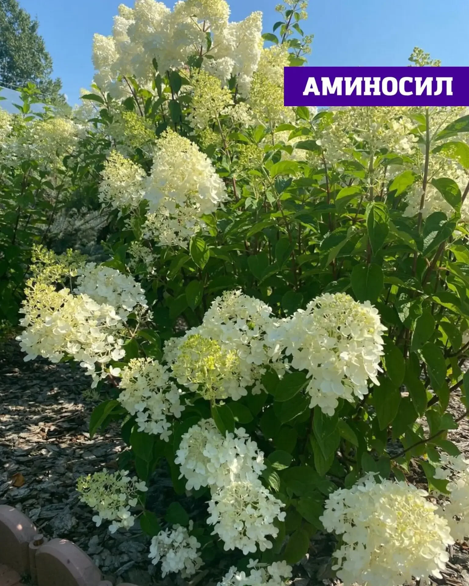 Хотите, чтобы сад выглядел как с обложки журнала? 🌸🌹  Пышное цветение роз, гортензий и петуний — это