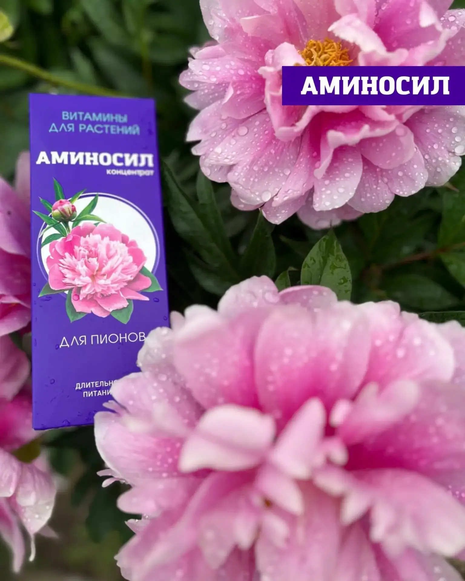 Хотите, чтобы сад выглядел как с обложки журнала? 🌸🌹  Пышное цветение роз, гортензий и петуний — это