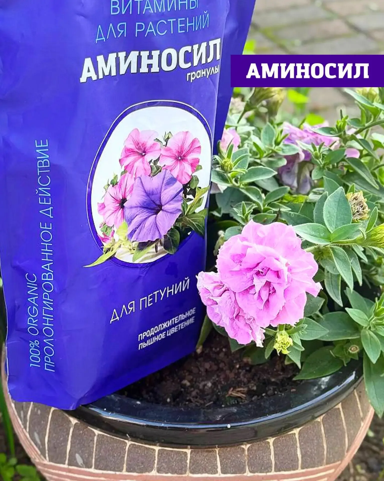 Хотите, чтобы сад выглядел как с обложки журнала? 🌸🌹  Пышное цветение роз, гортензий и петуний — это